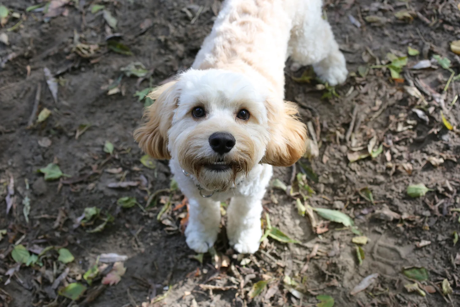 waggingwithchantal-puppy.jpg