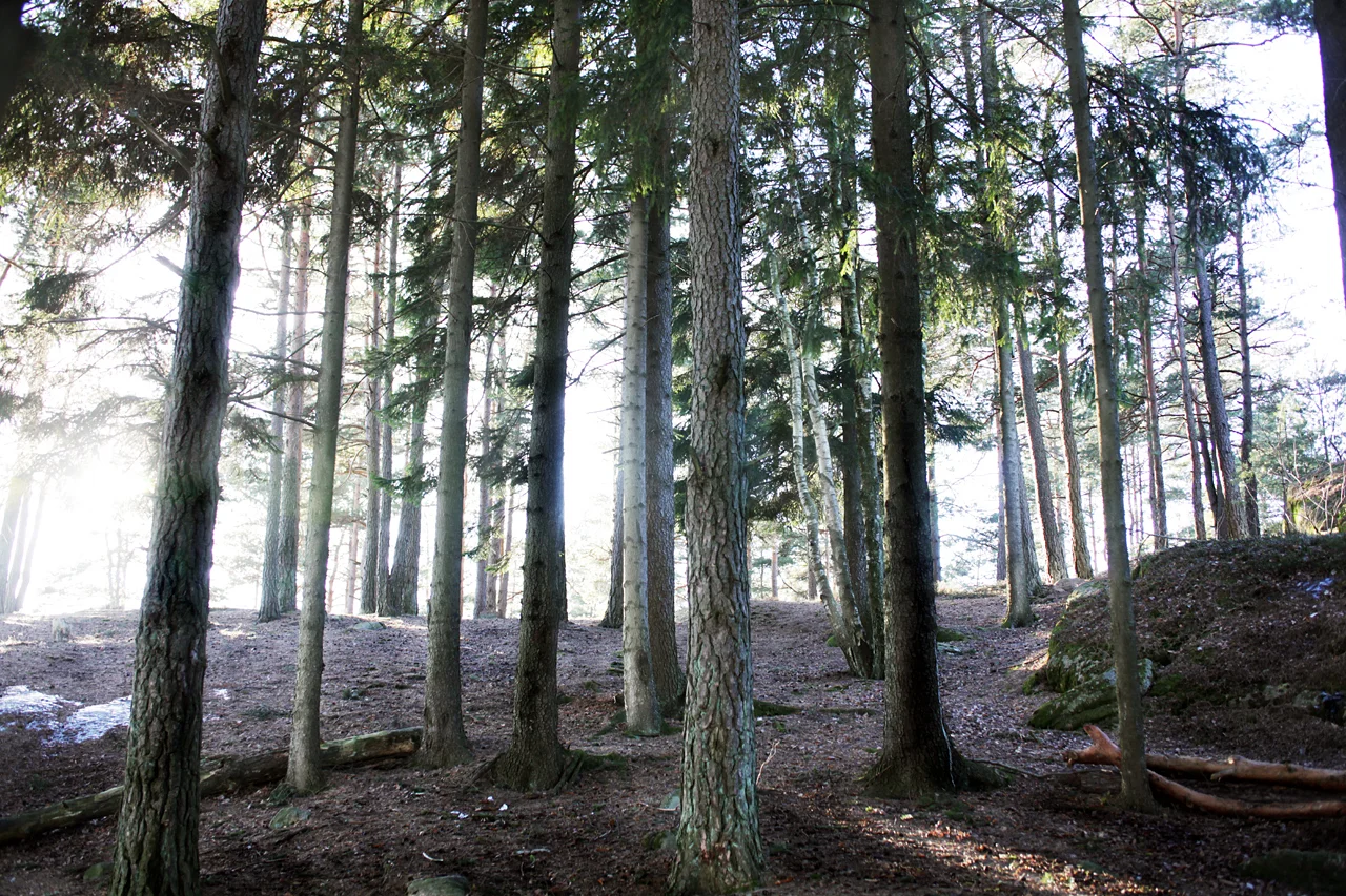 1_BigPrint_Woods3x5feet.jpg