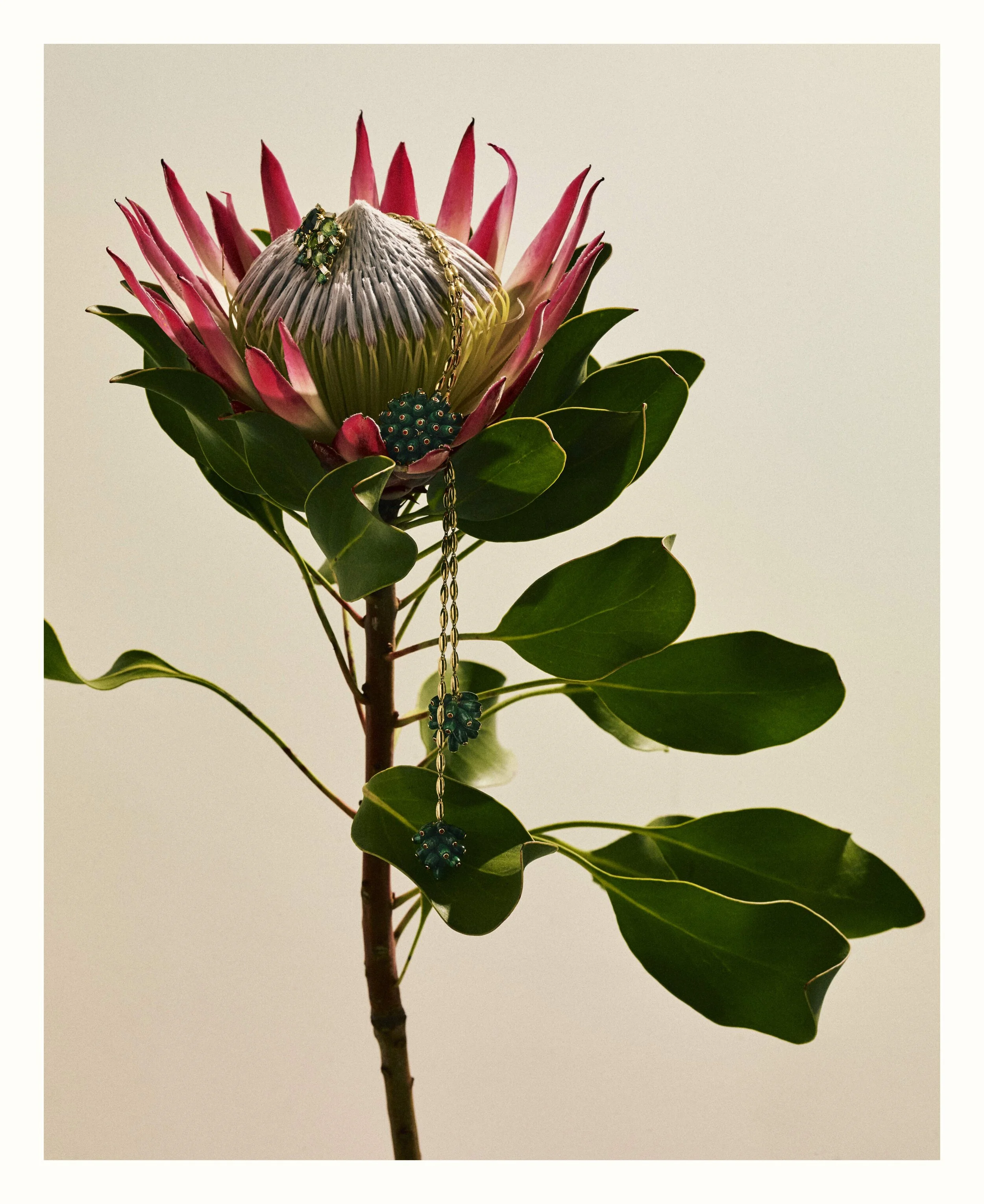 WEB Cartier_V2 copy.jpg