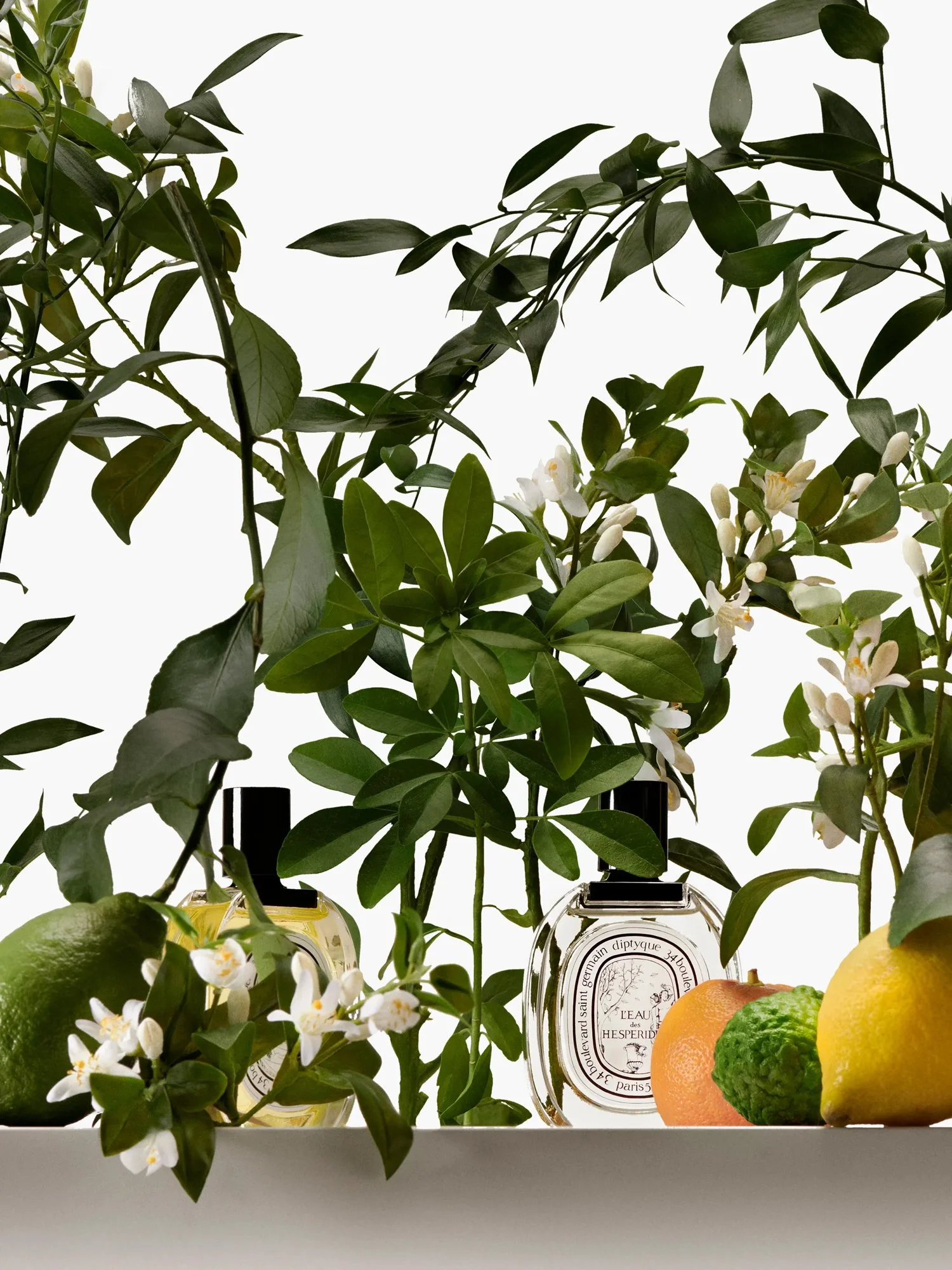 Diptyque_Olfactory_Family_-_Citrus-_id_445_2025x2700px4.jpg