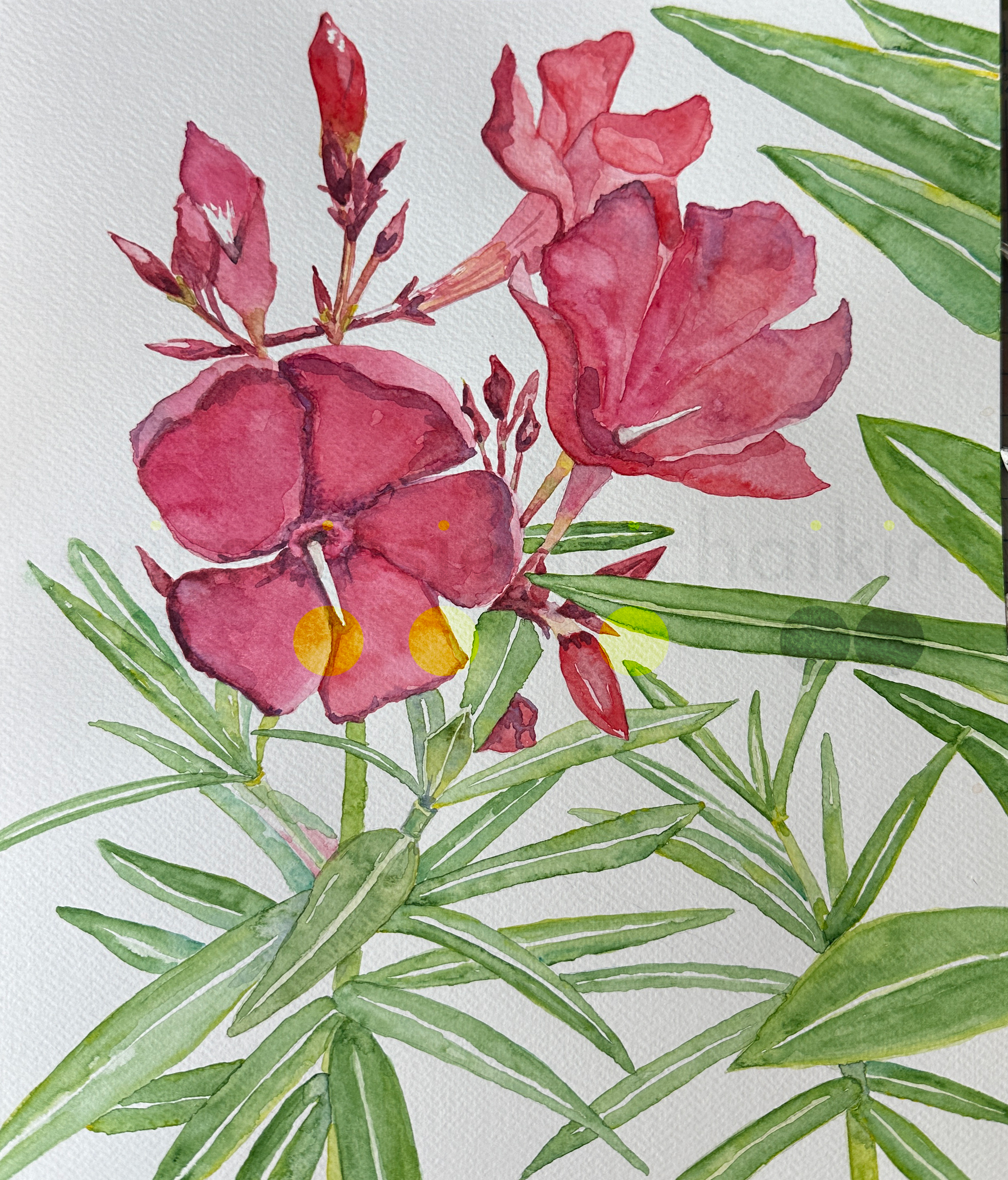 Floral10_wc.png