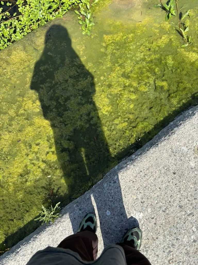 Mercedes Kraus. Looking down at a person's feet in sneakers, and their shadow covering bright green algae