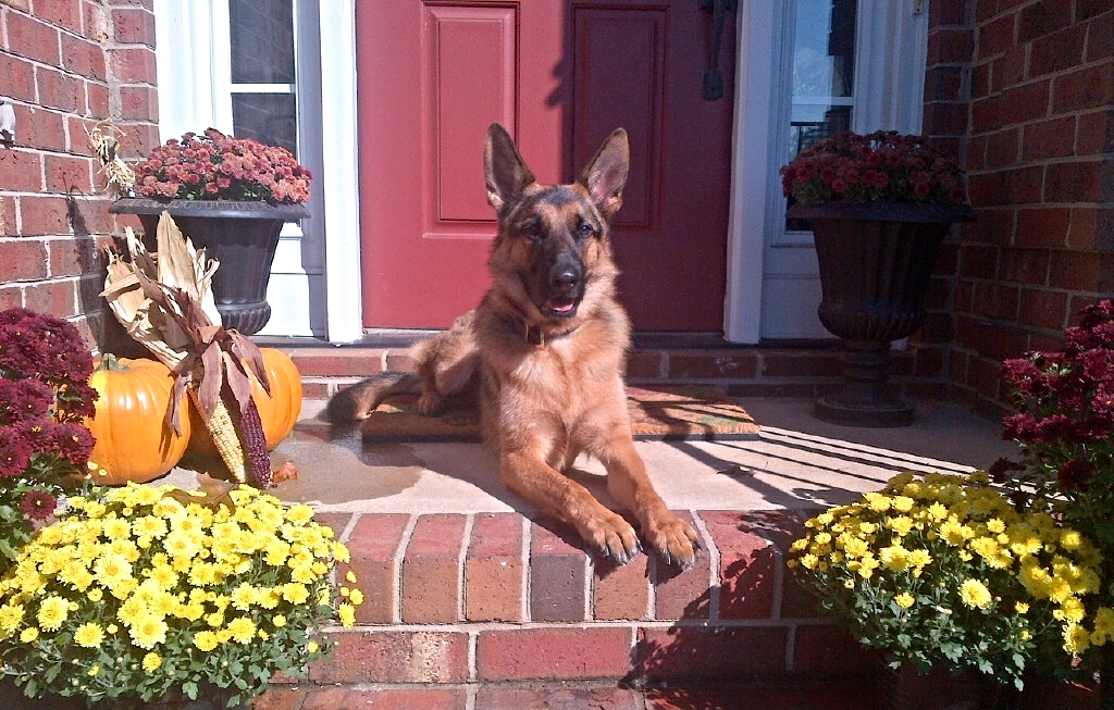 oakley, the gsd