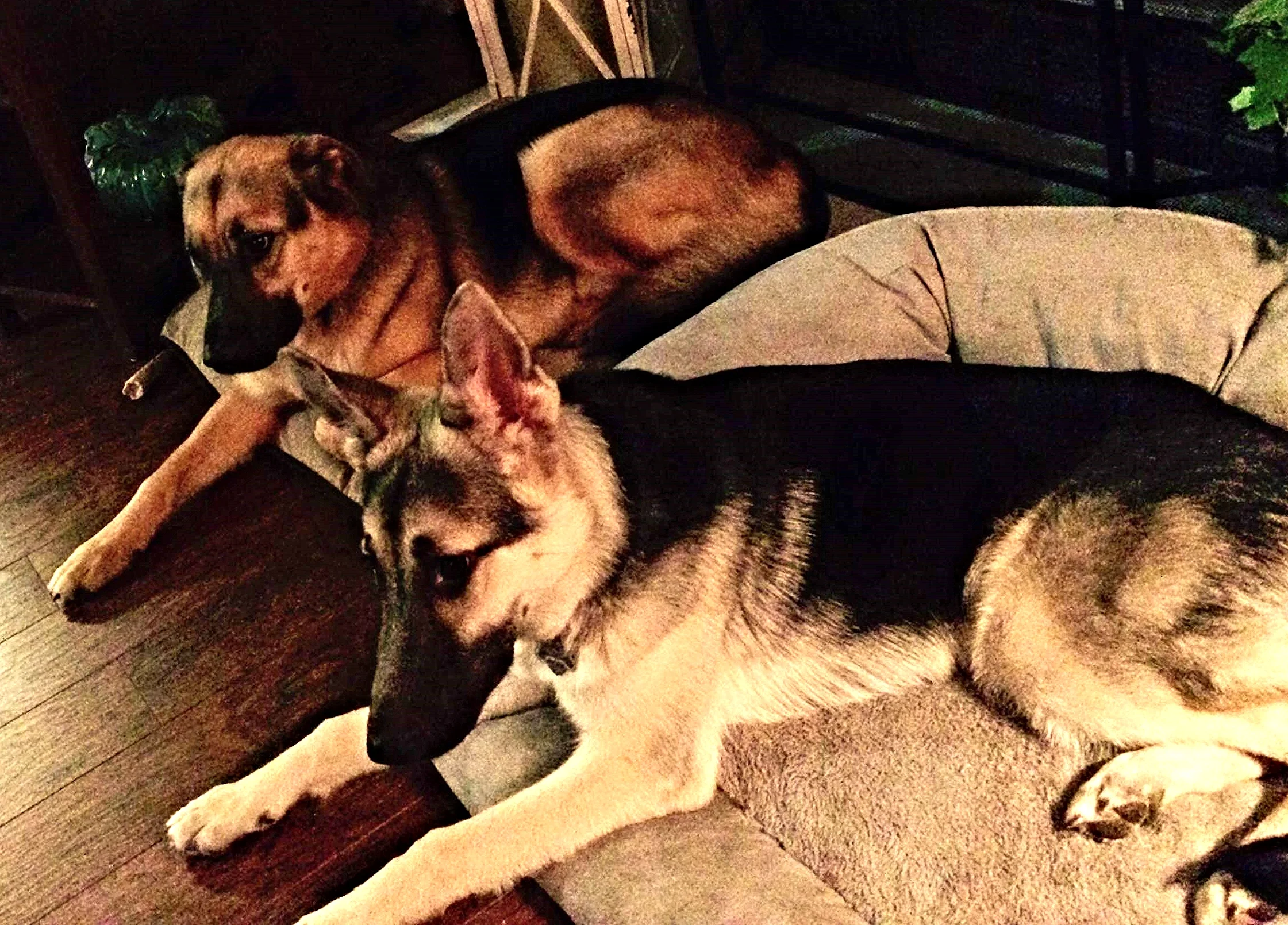 cody & calie