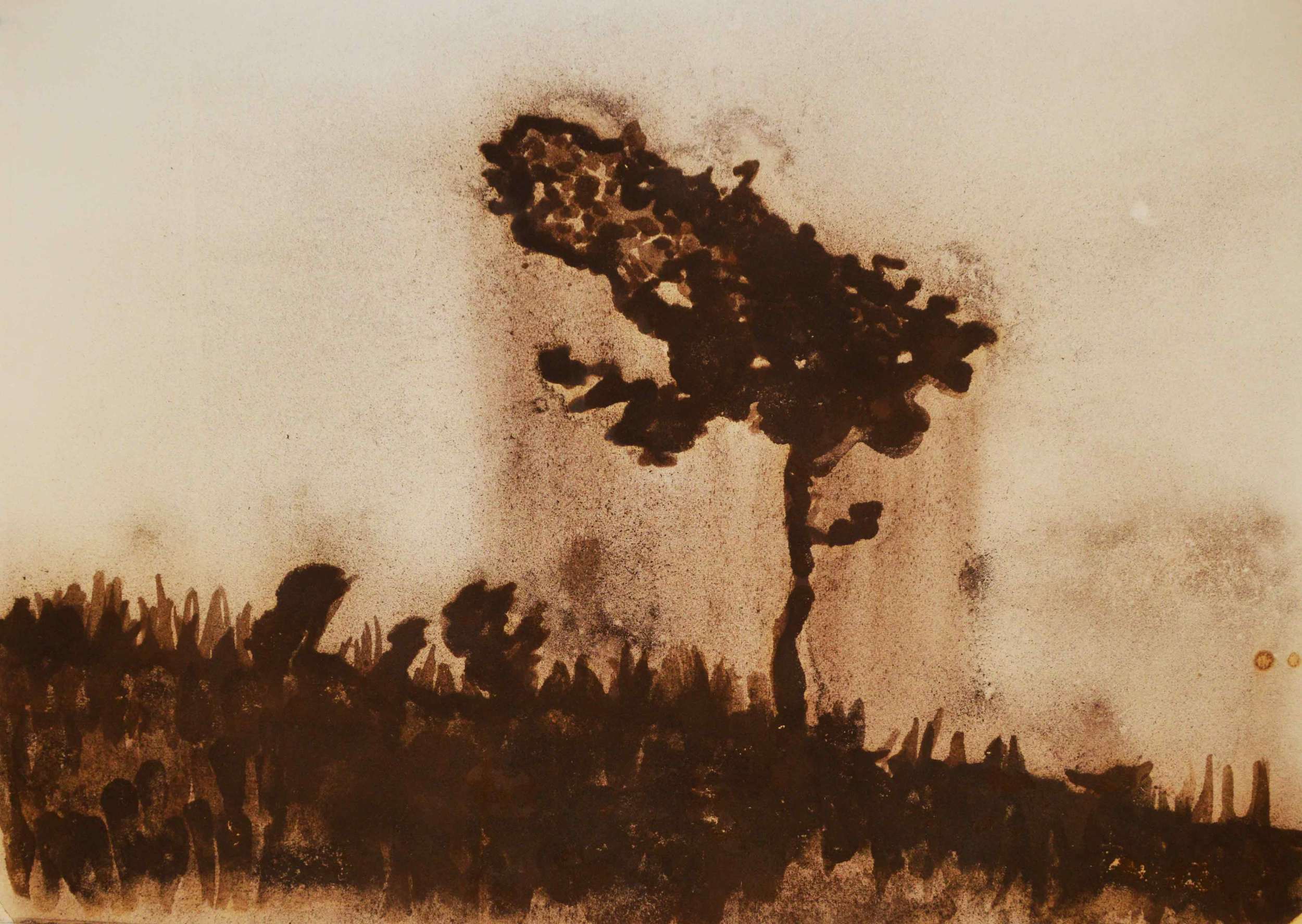 Cabbage Tree (Kiepersol), 2015. Soil on paper 28 x 39-1/2 inches | 71 x 100 cm