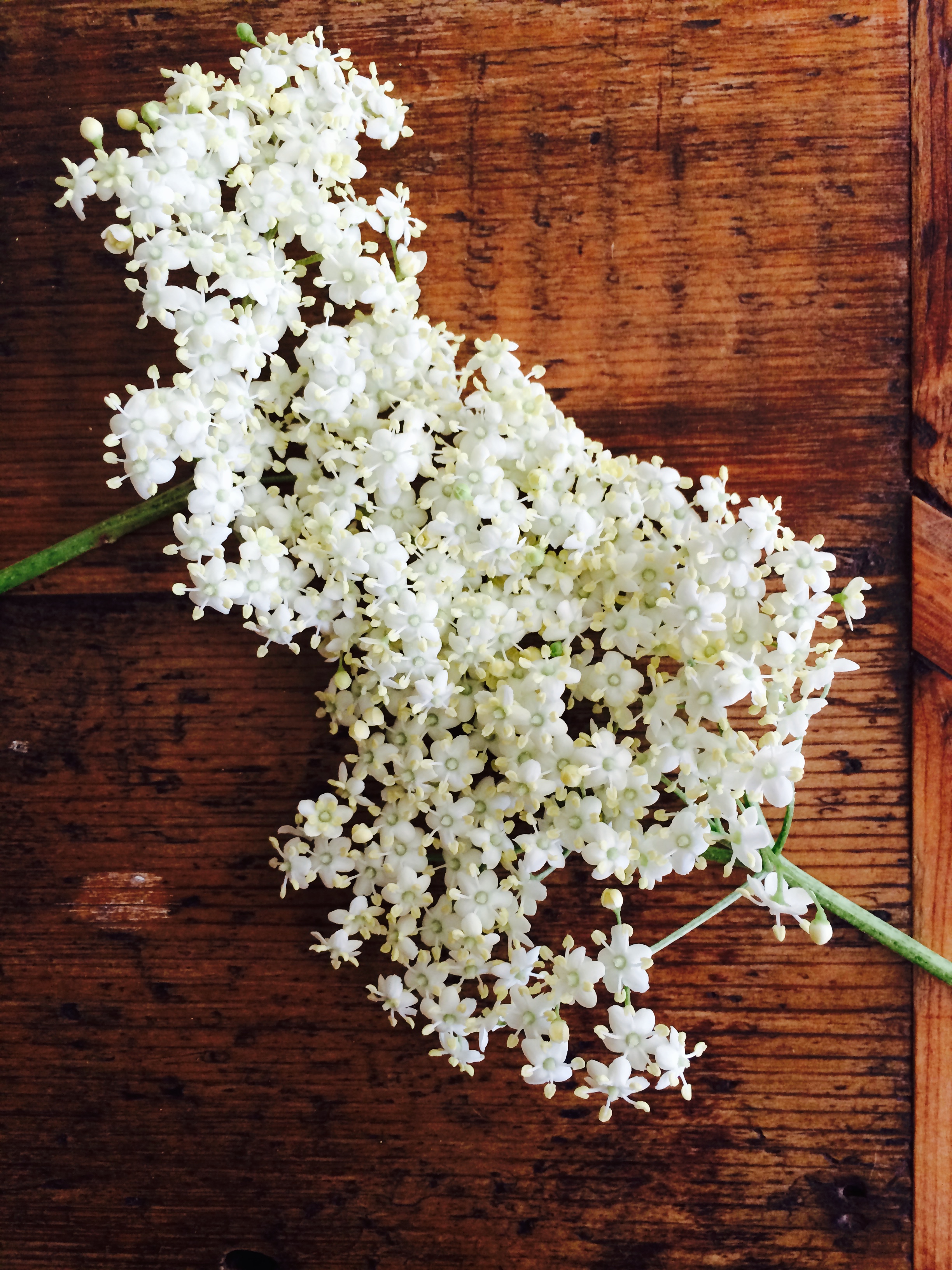 new jersey elderberry