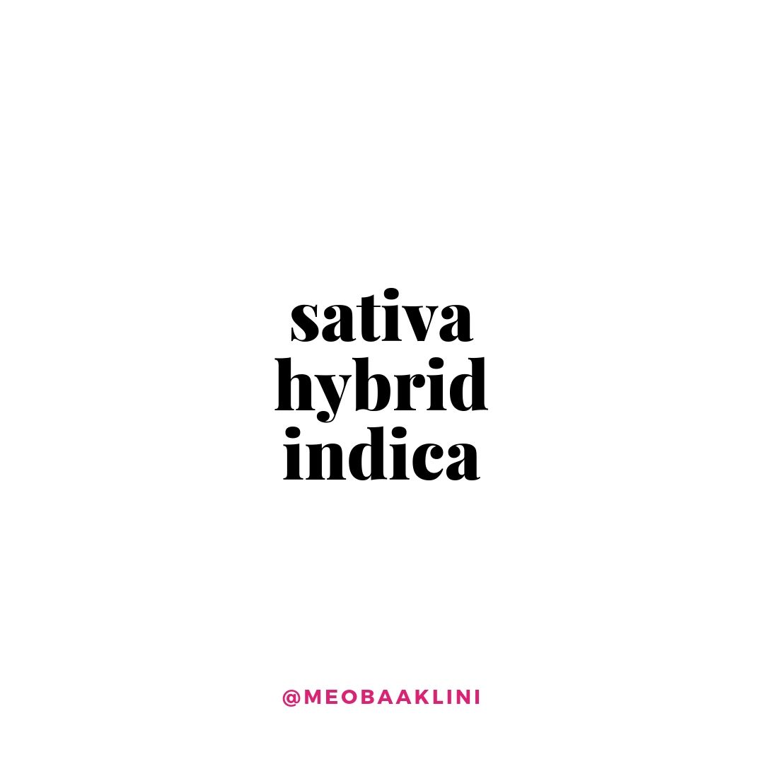 sativa hybrid indica quote on white background meo baaklini.jpg