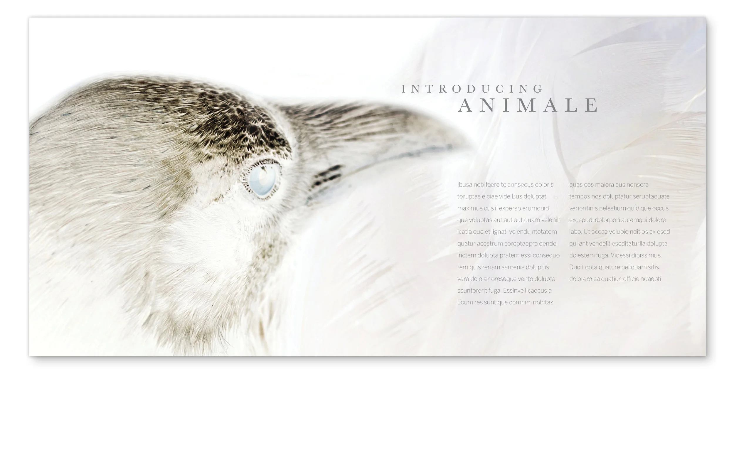 Animale robert Allen.jpg