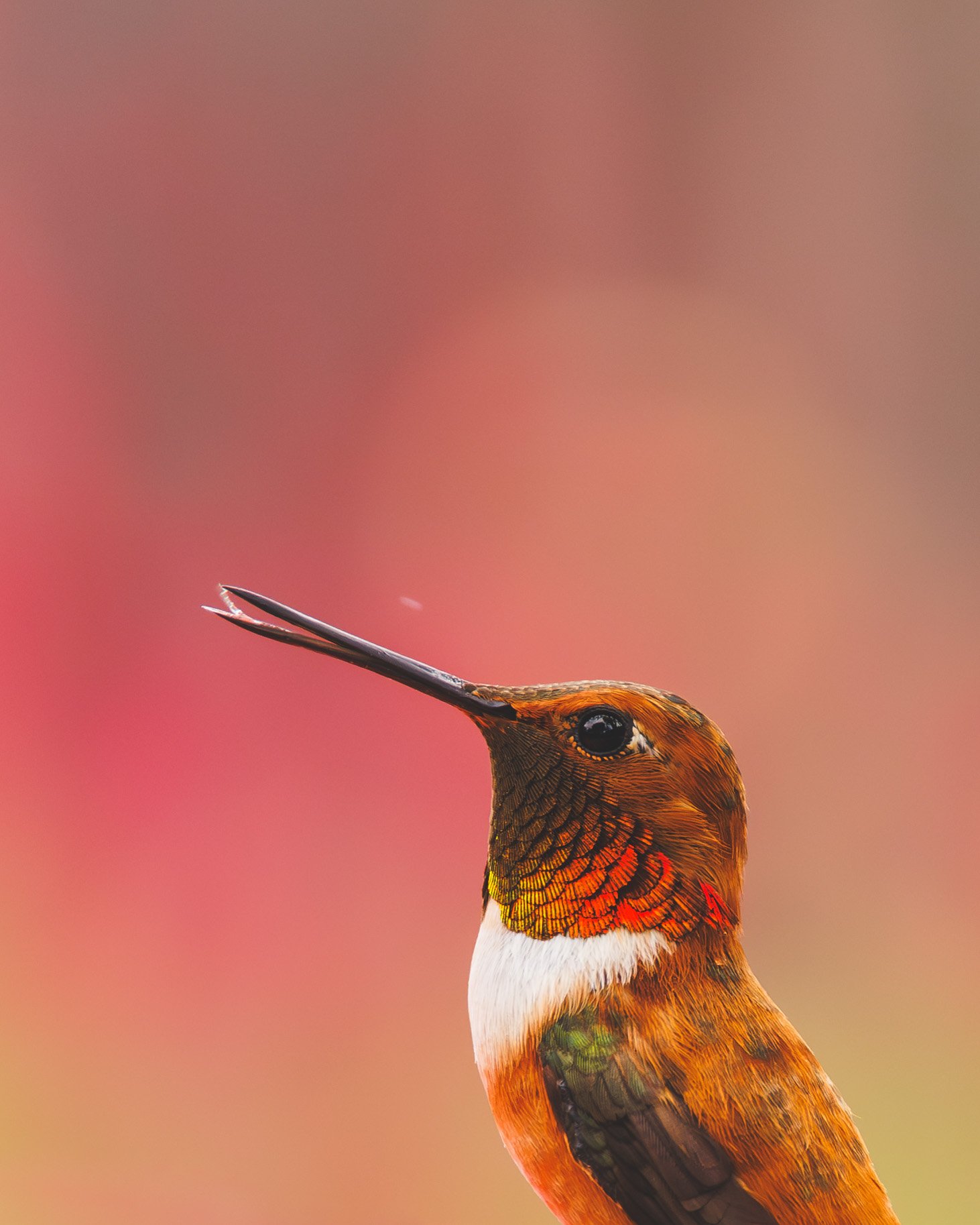 hummingbird_pick_background.jpg