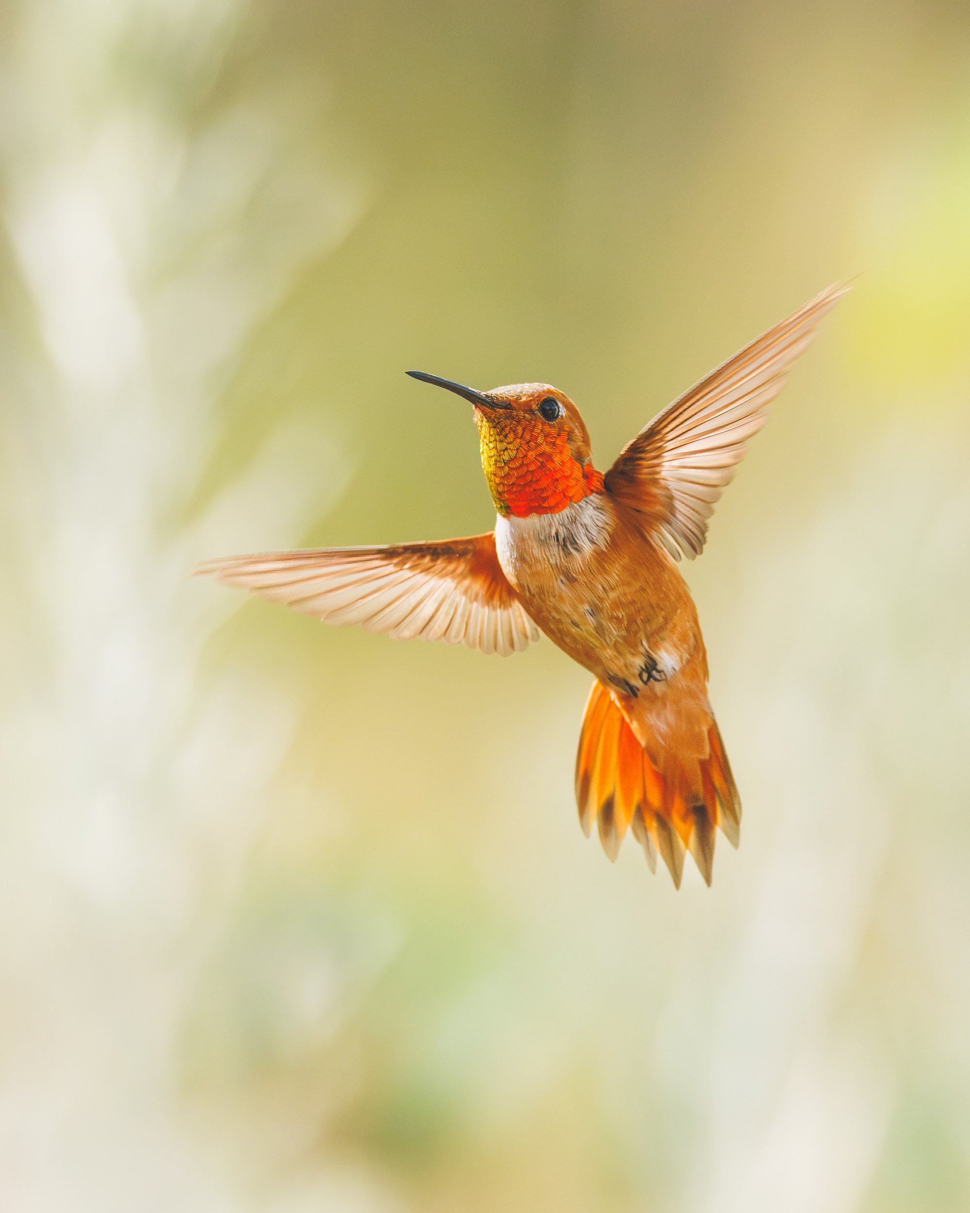 hummingbird_flight.jpg