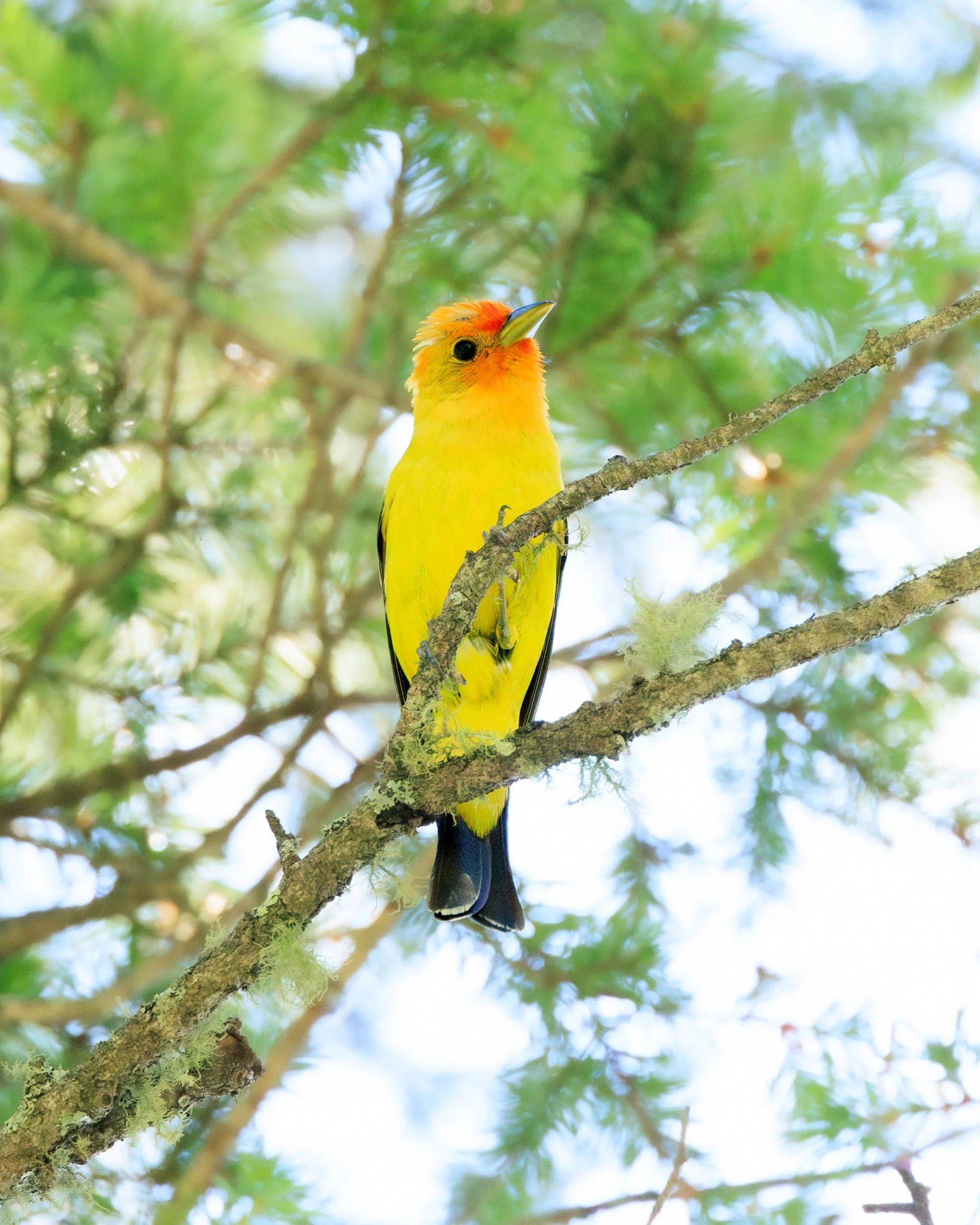yellow_tanager.jpg