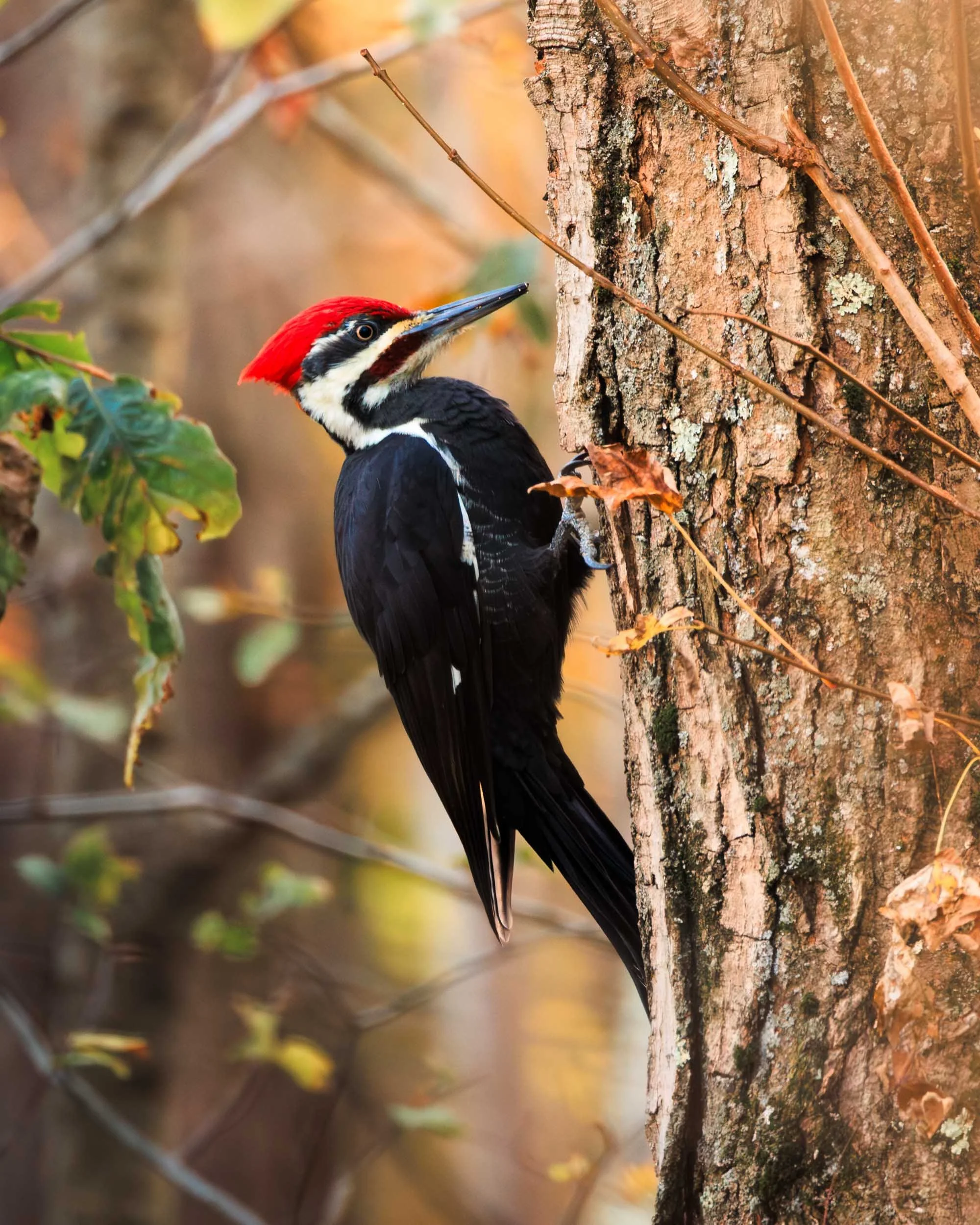 pileated_20242024-_MG_2190-Enhanced-NR.jpg