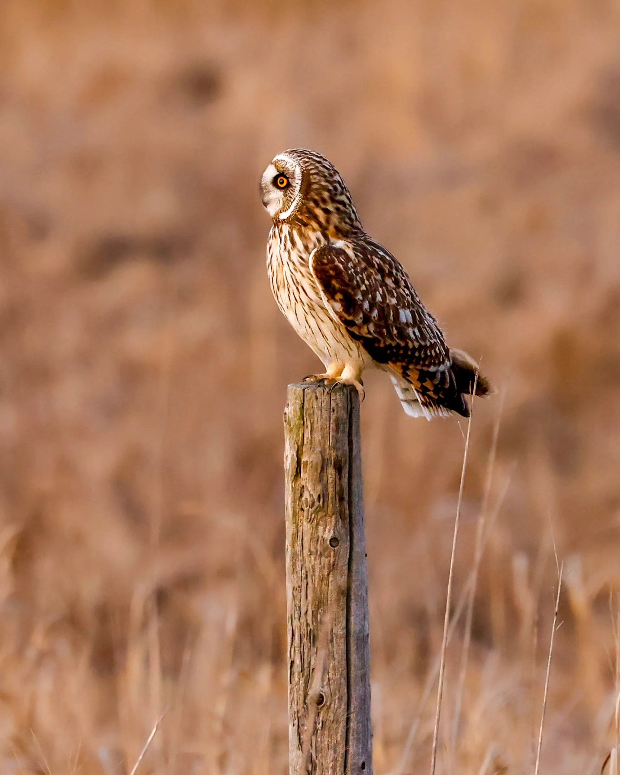 owl_short_eared.jpg