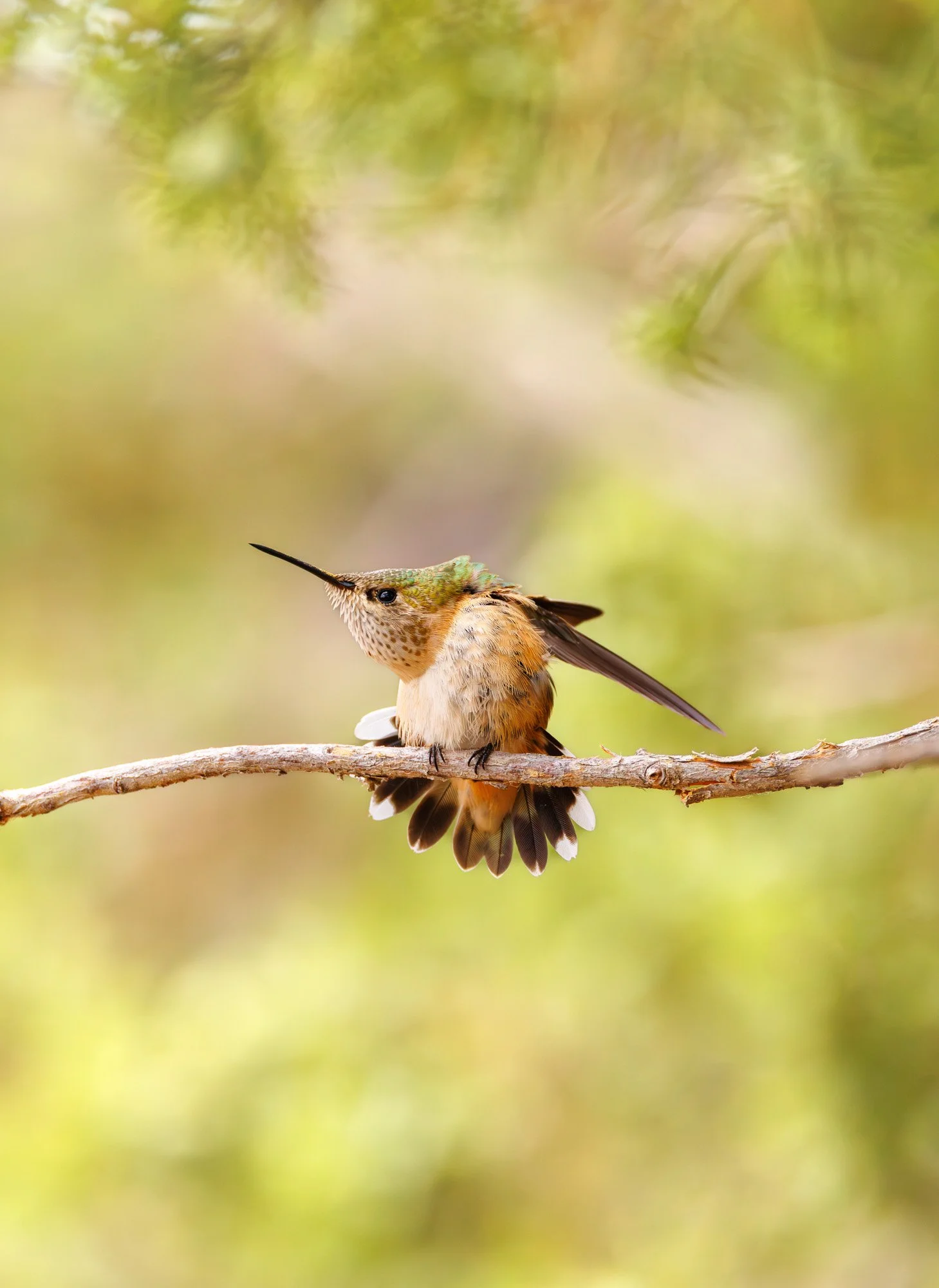 hummingbird_scratching.jpg