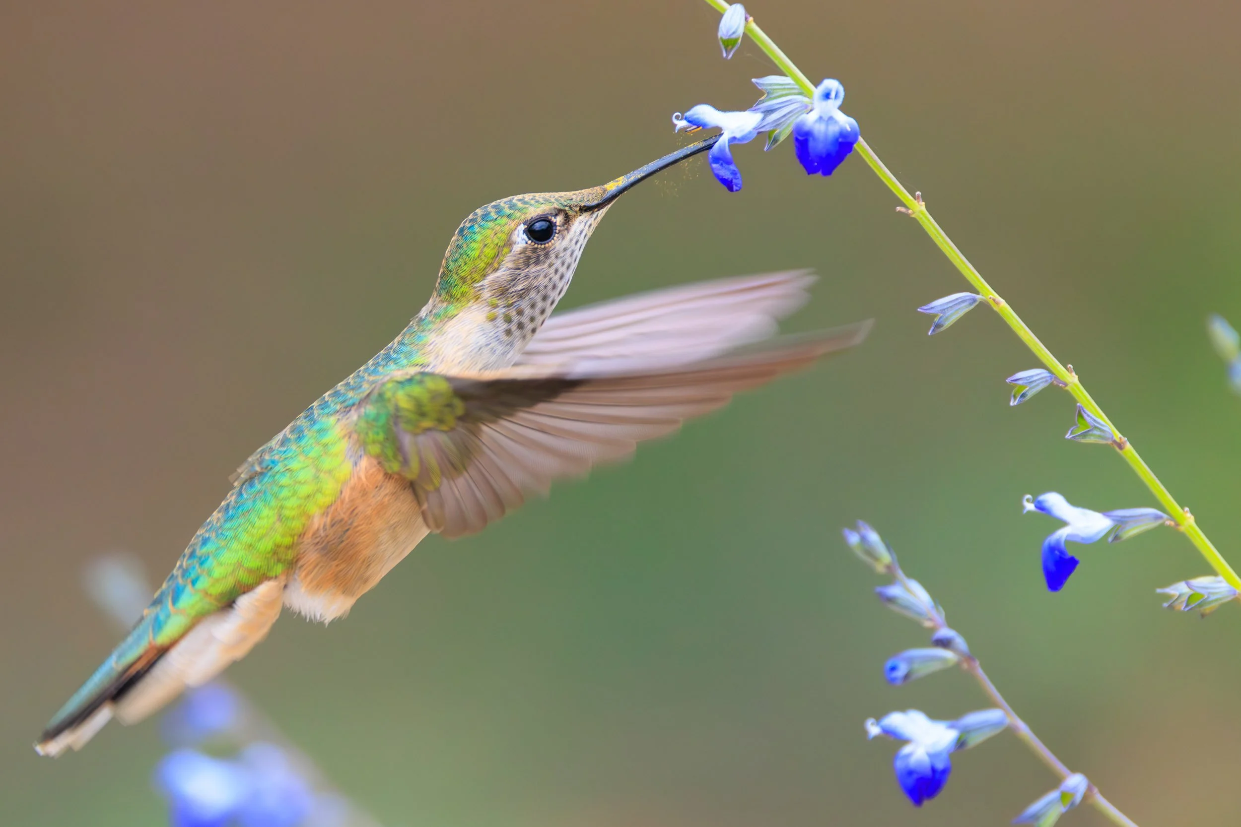hummingbird_blue_flower.jpg