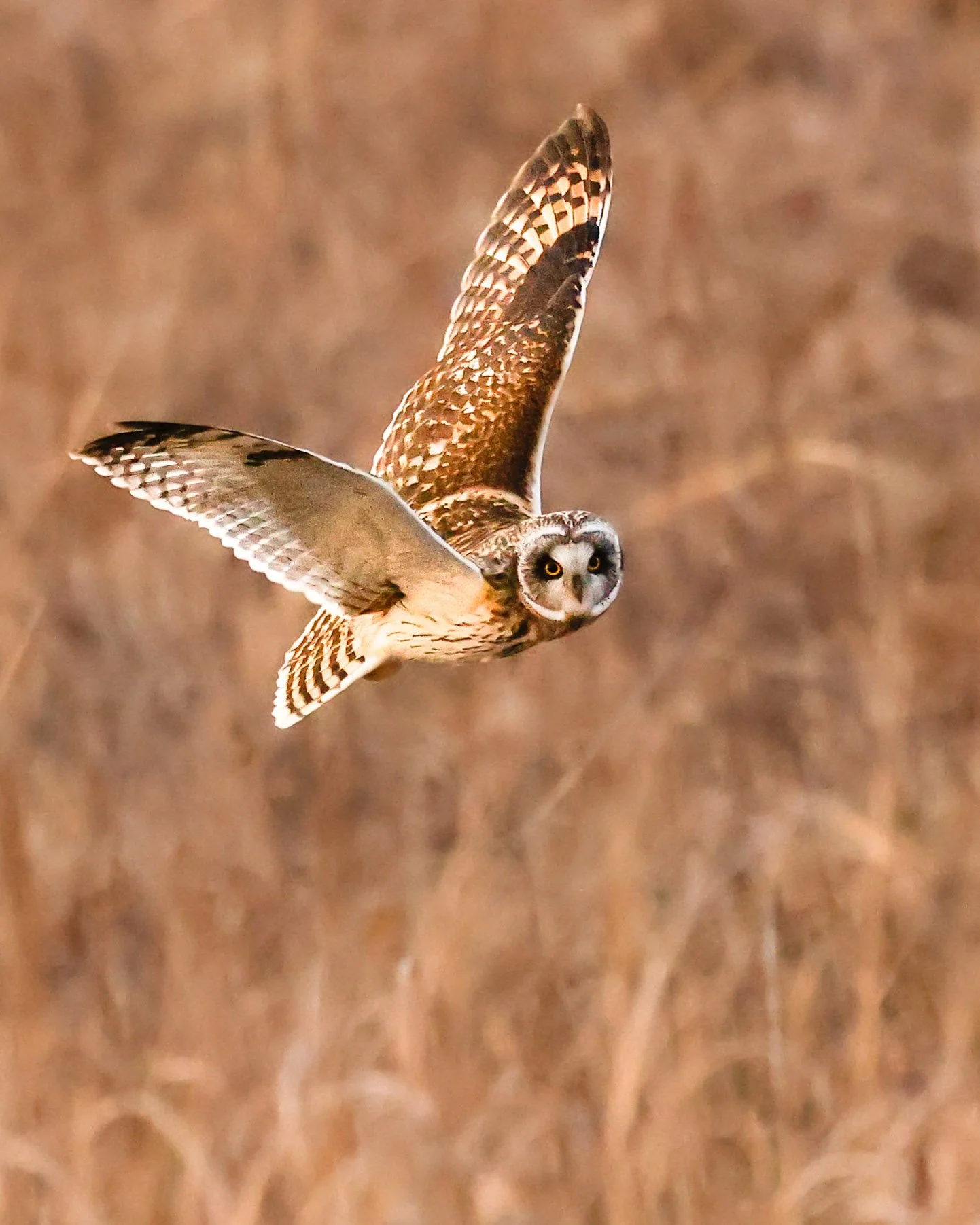 owl_short_eared_flight.jpg