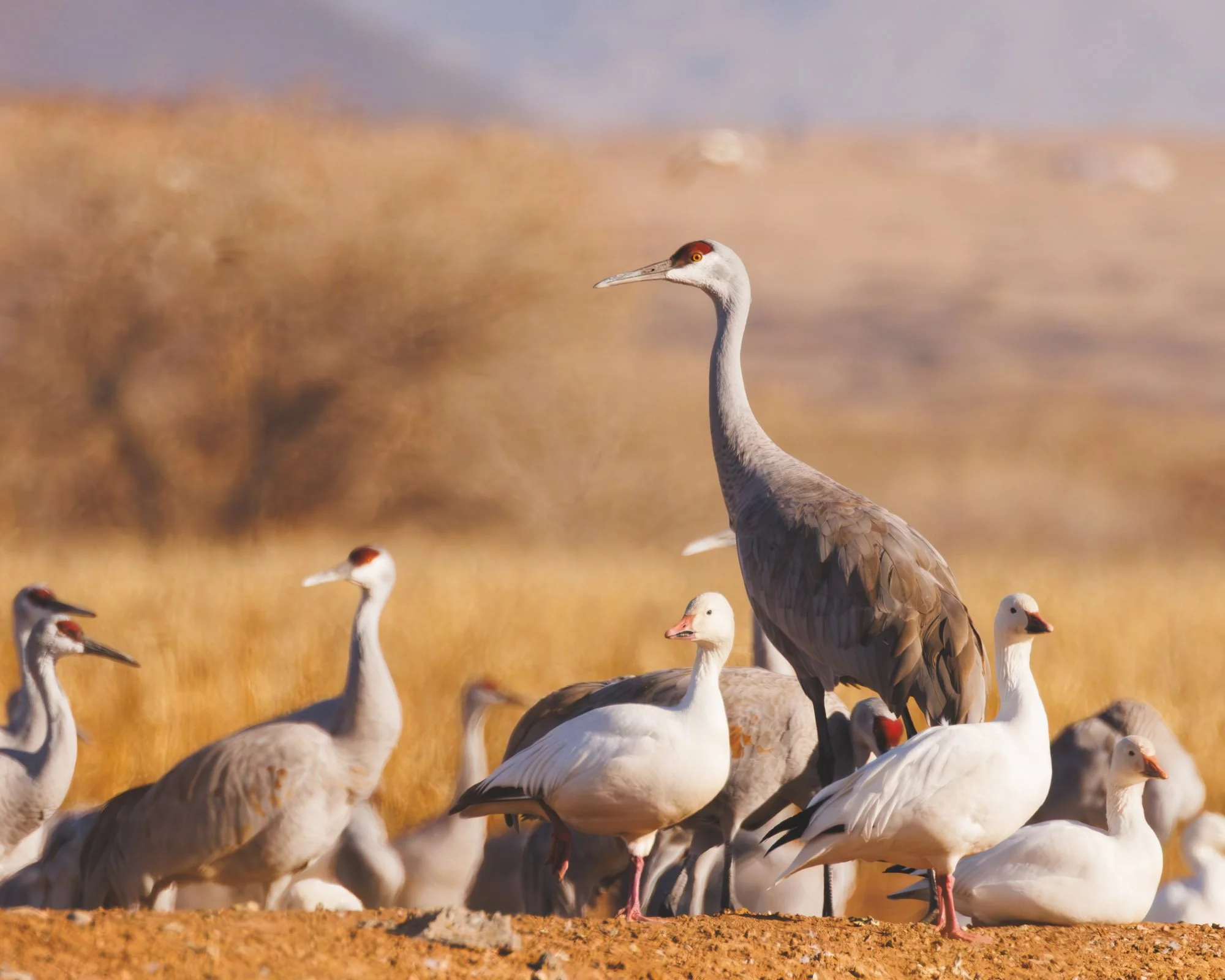 sandhills_and_snow_geese.jpg
