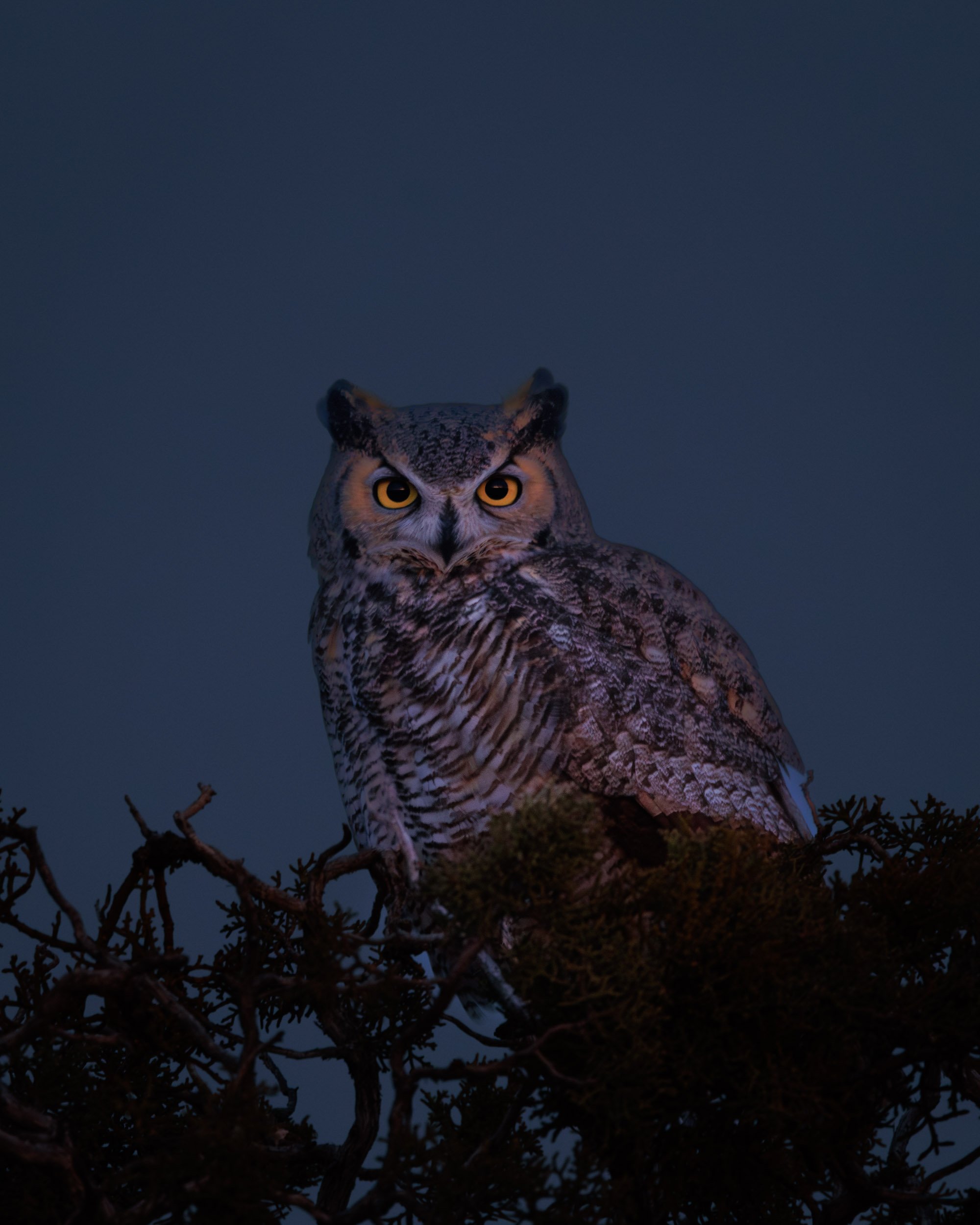 owl_night.jpg