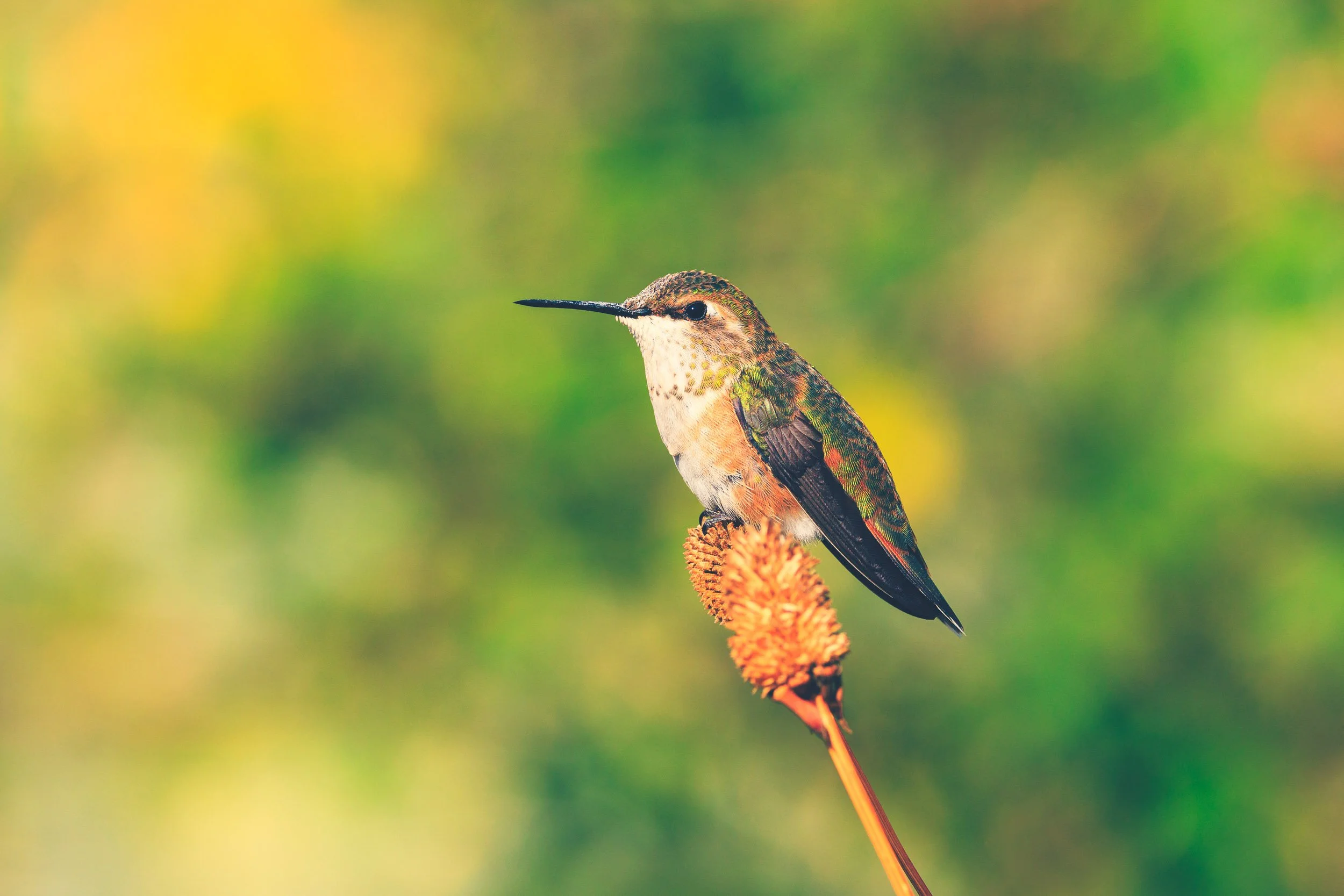 hummingbird_green_background_2.jpg