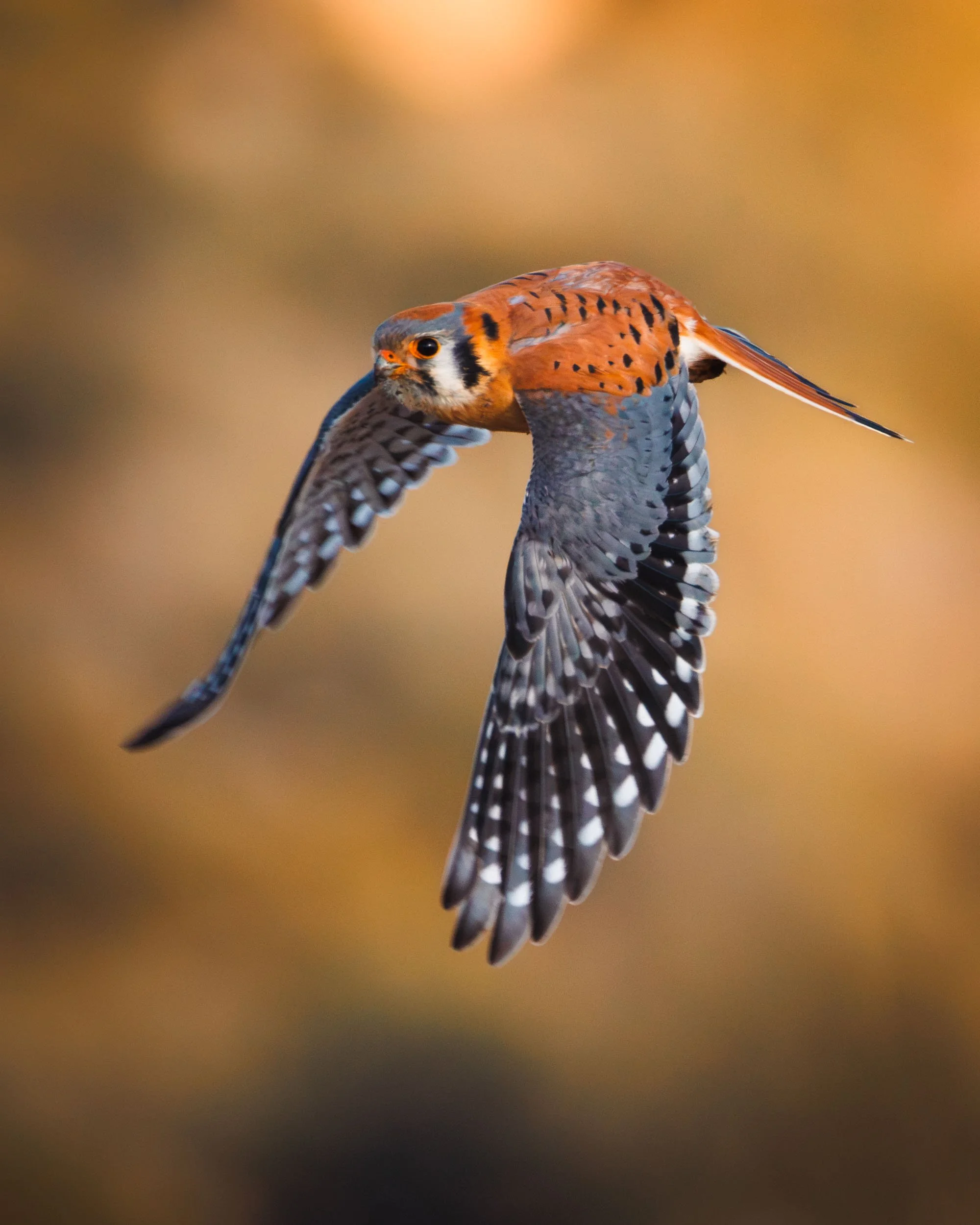 kestrel_flight.jpg