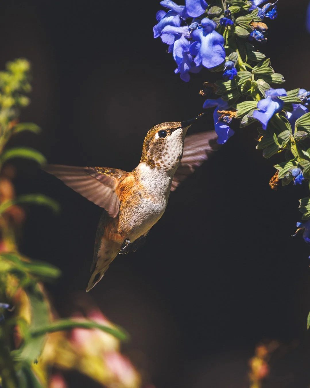 hummingbird_blue_flower_2.jpg