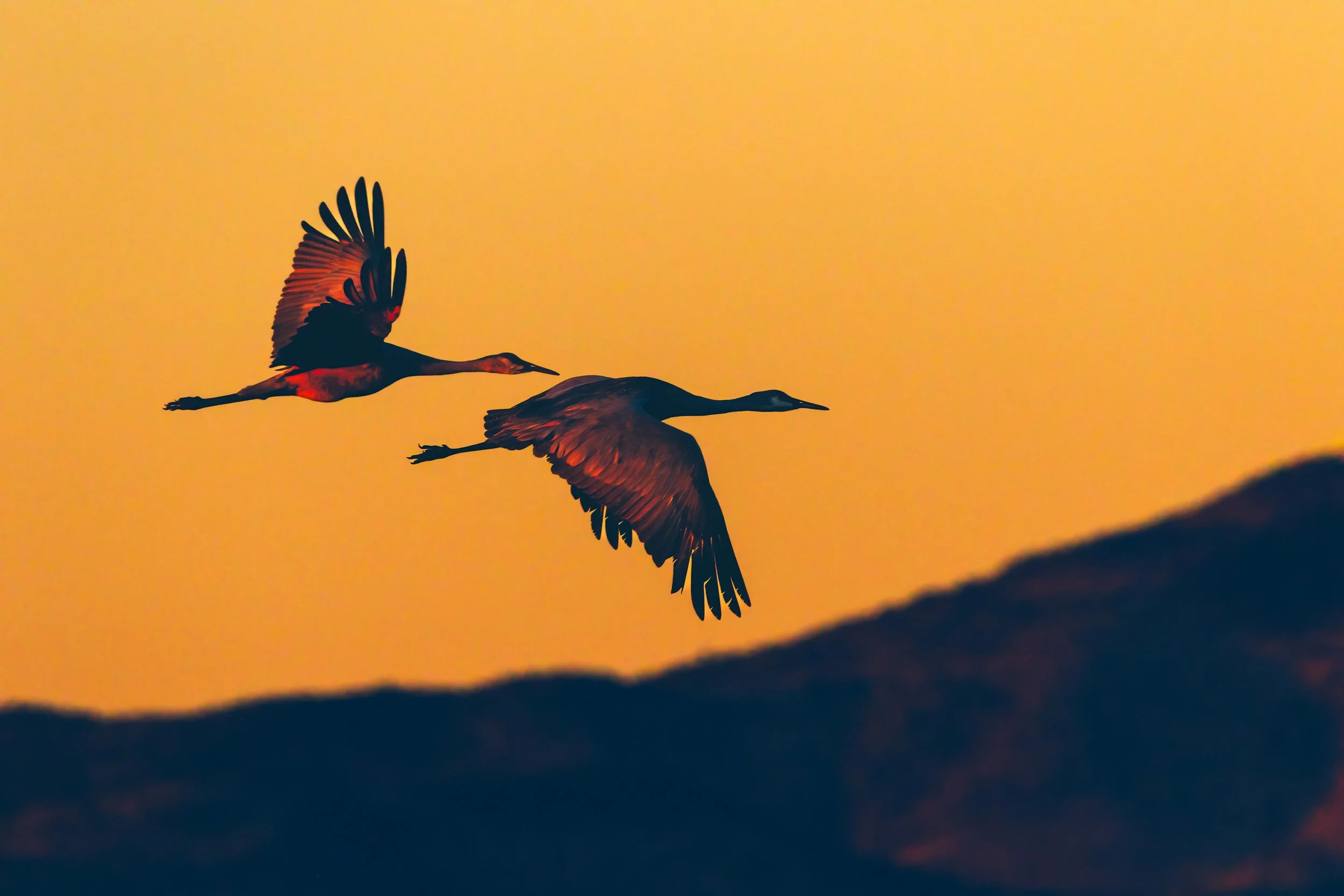 sandhill_cranes_flight.jpg