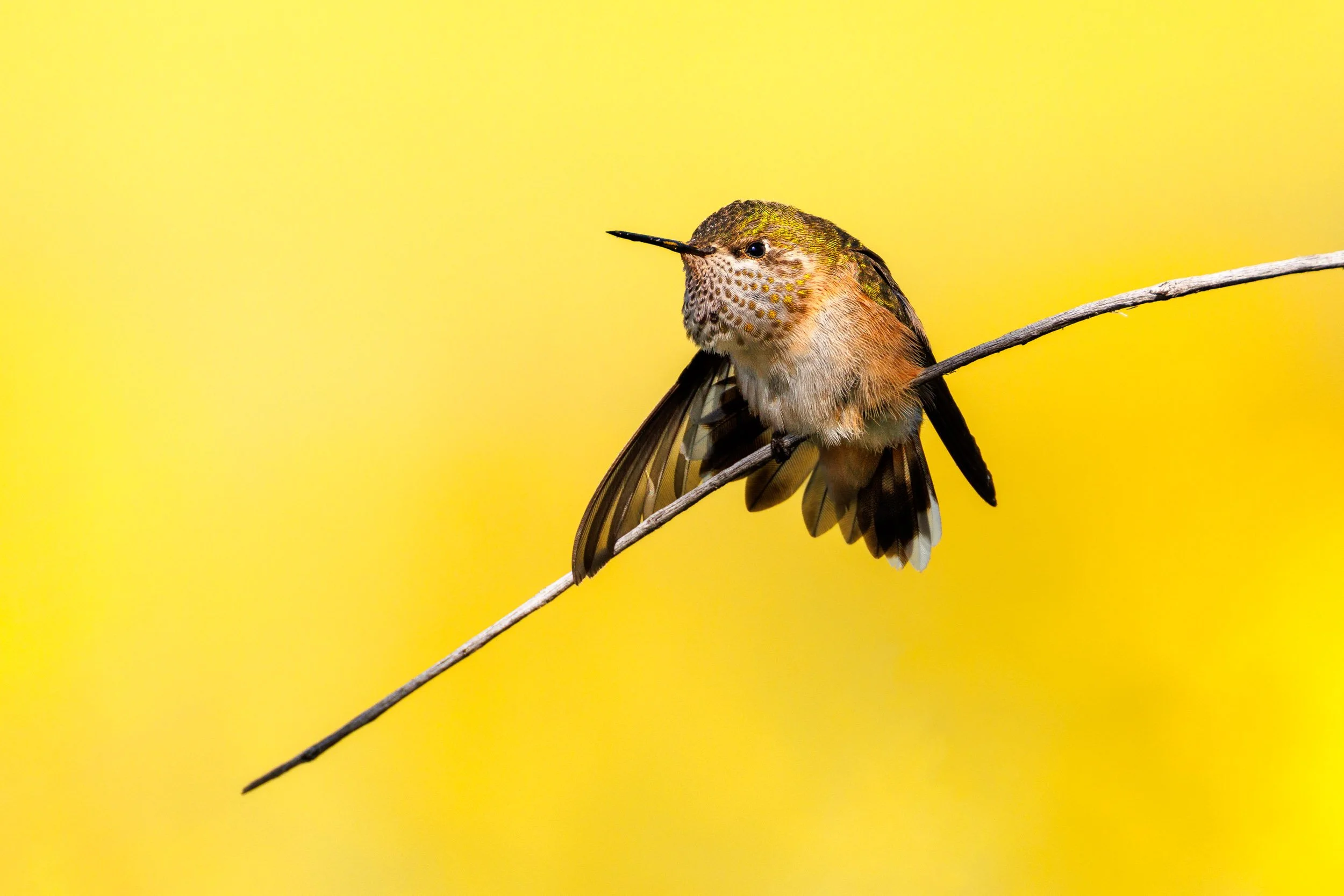 hummingbird_yellow.jpg
