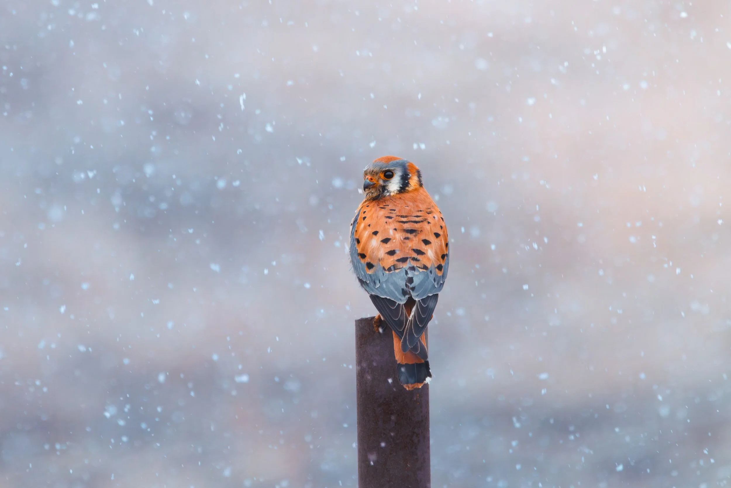 kestrel_snow.jpg