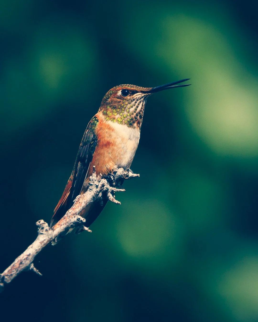 hummingbird_emerald.jpg