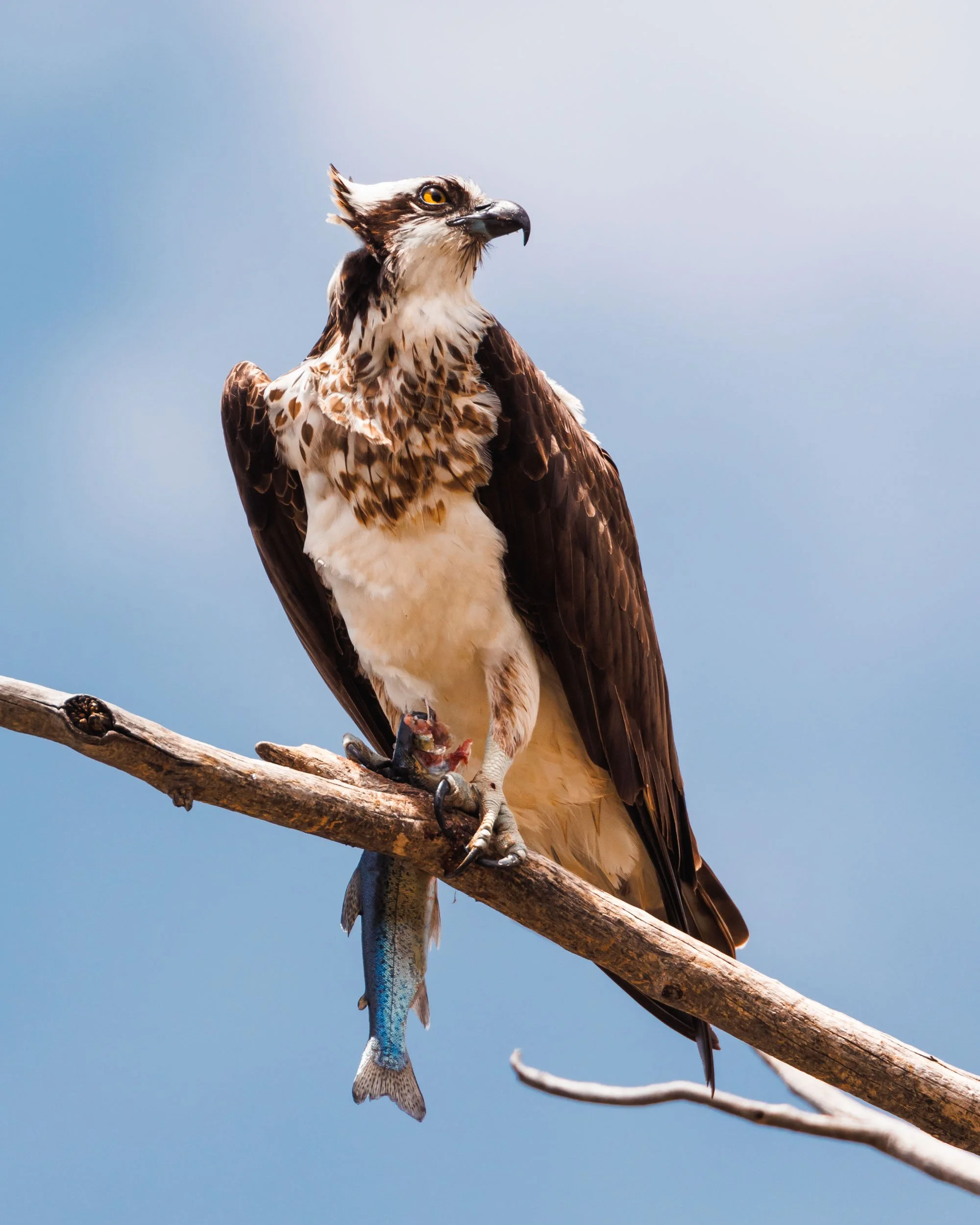 osprey_fish.jpg