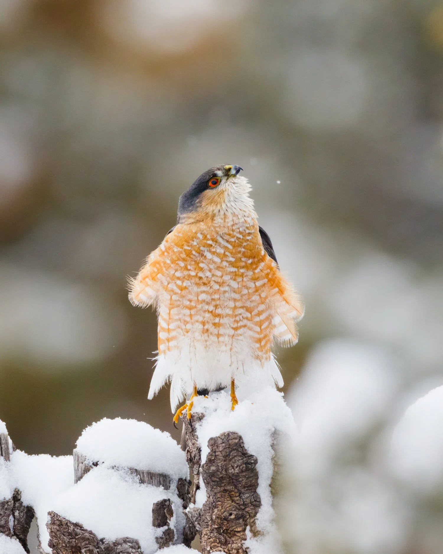hawk_snow.jpg
