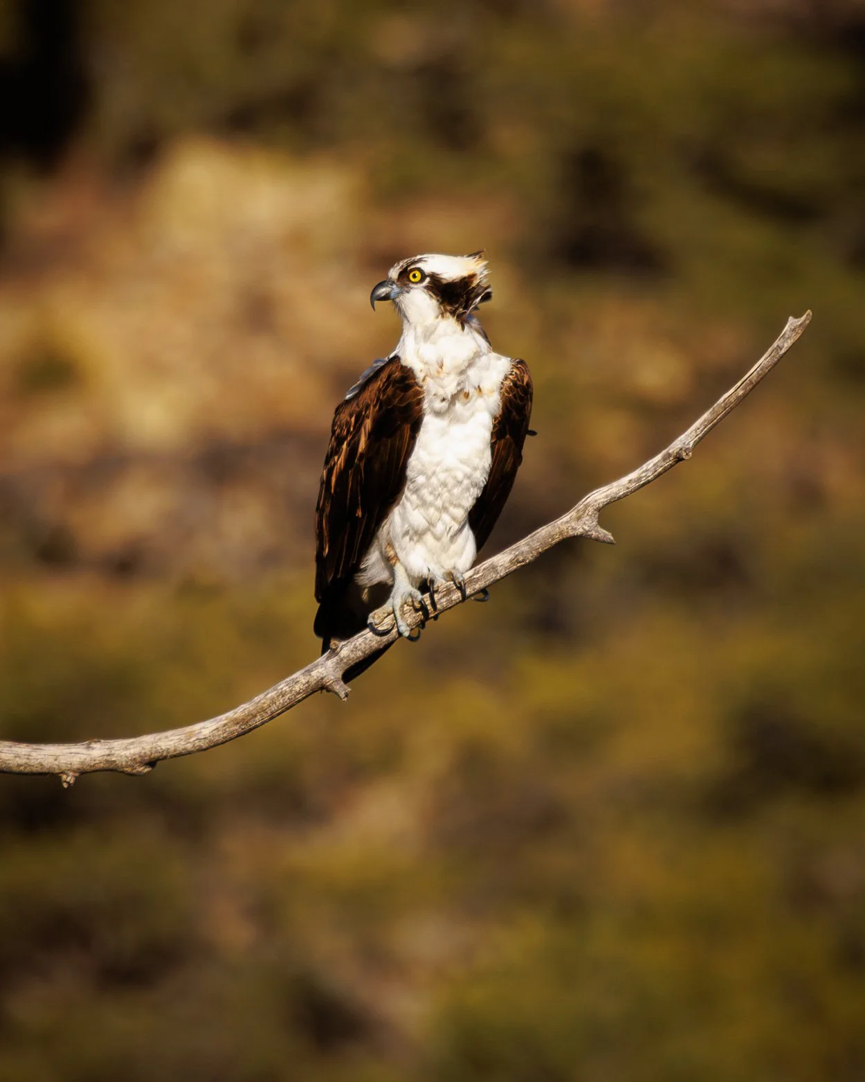 osprey_tree.jpg