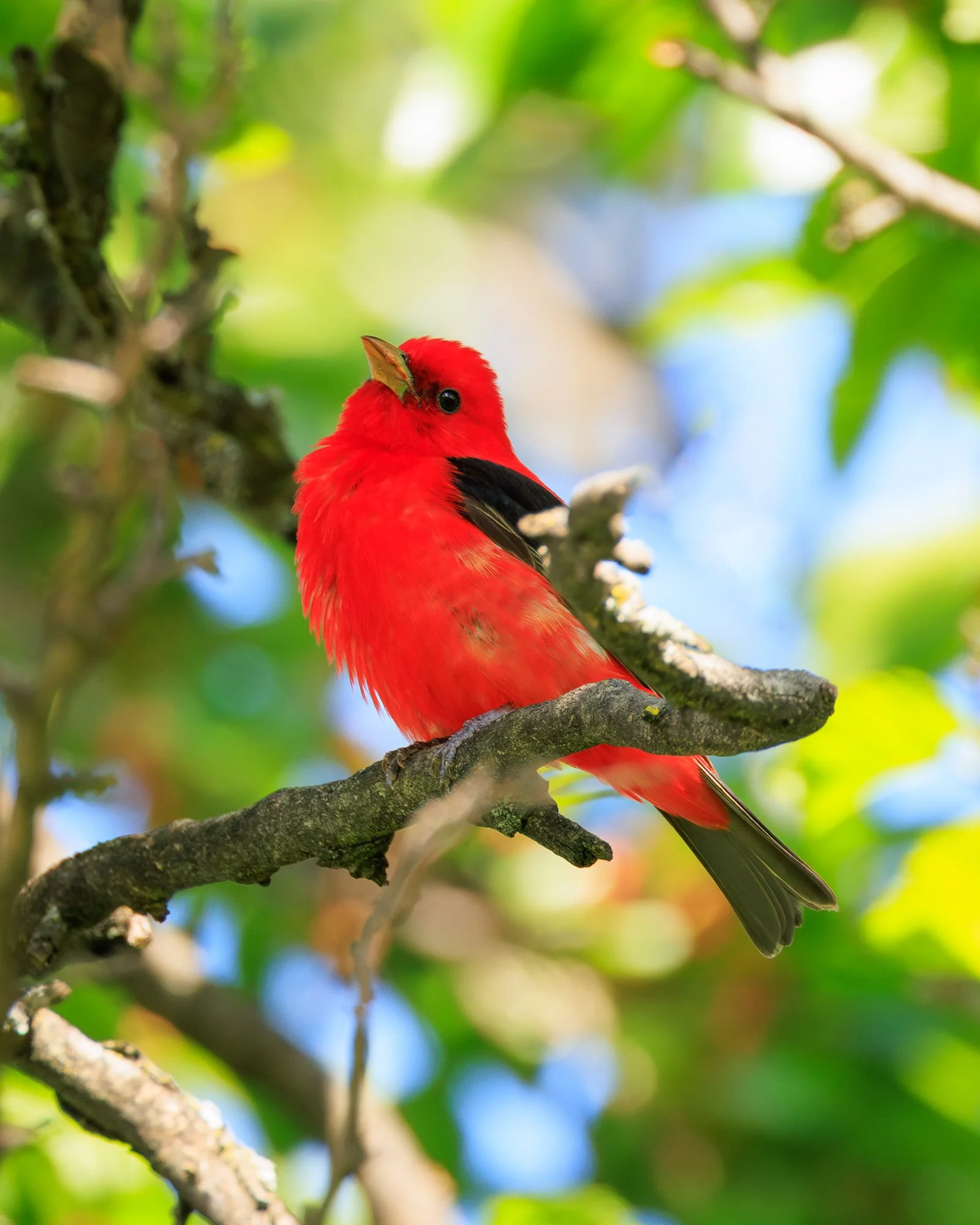 scarlet_tanager.jpg