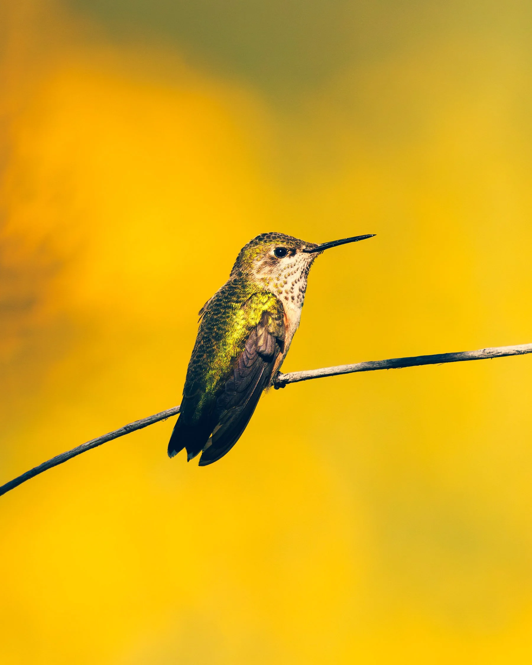 hummingbird_yellow_2.jpg