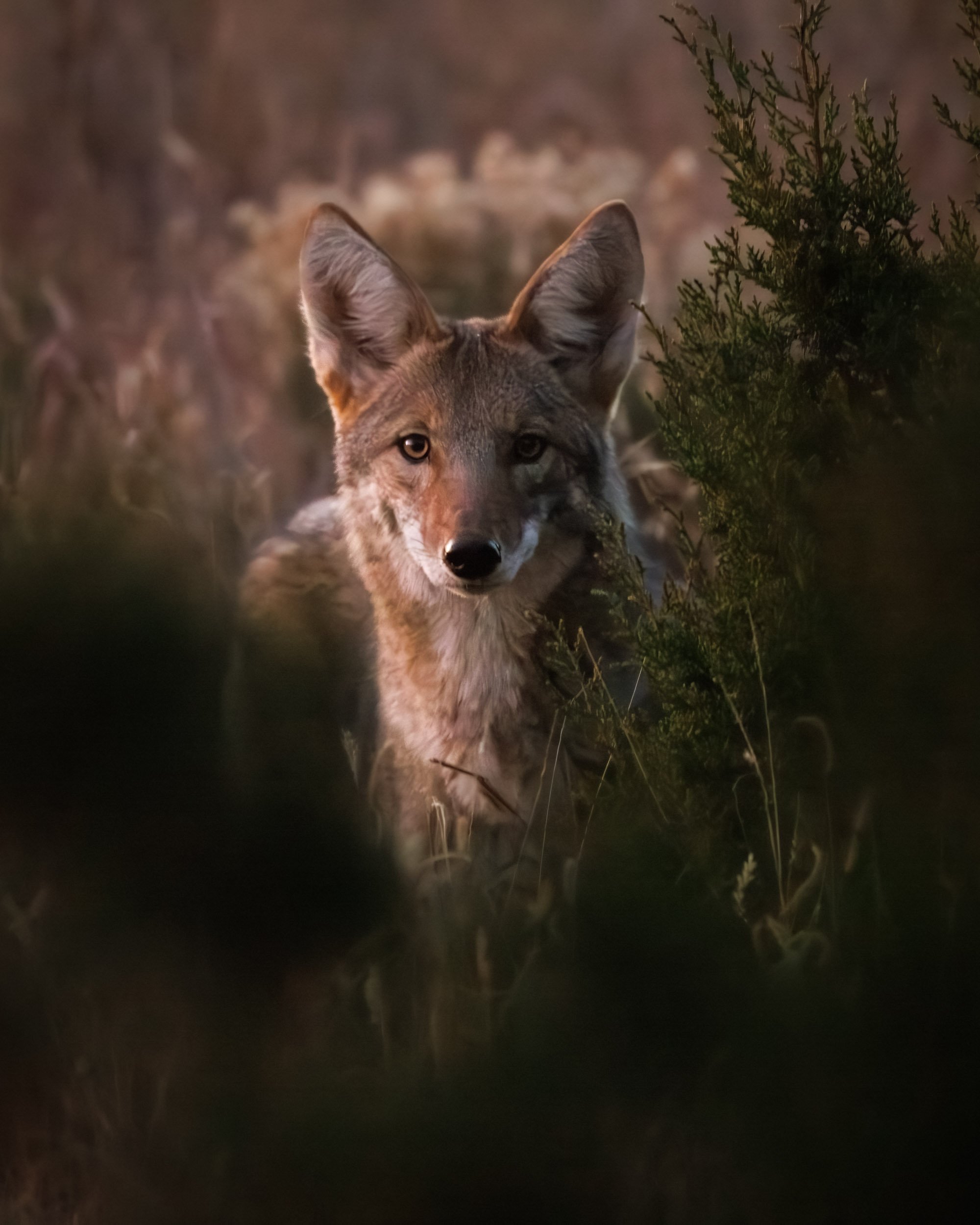 coyote_1.jpg