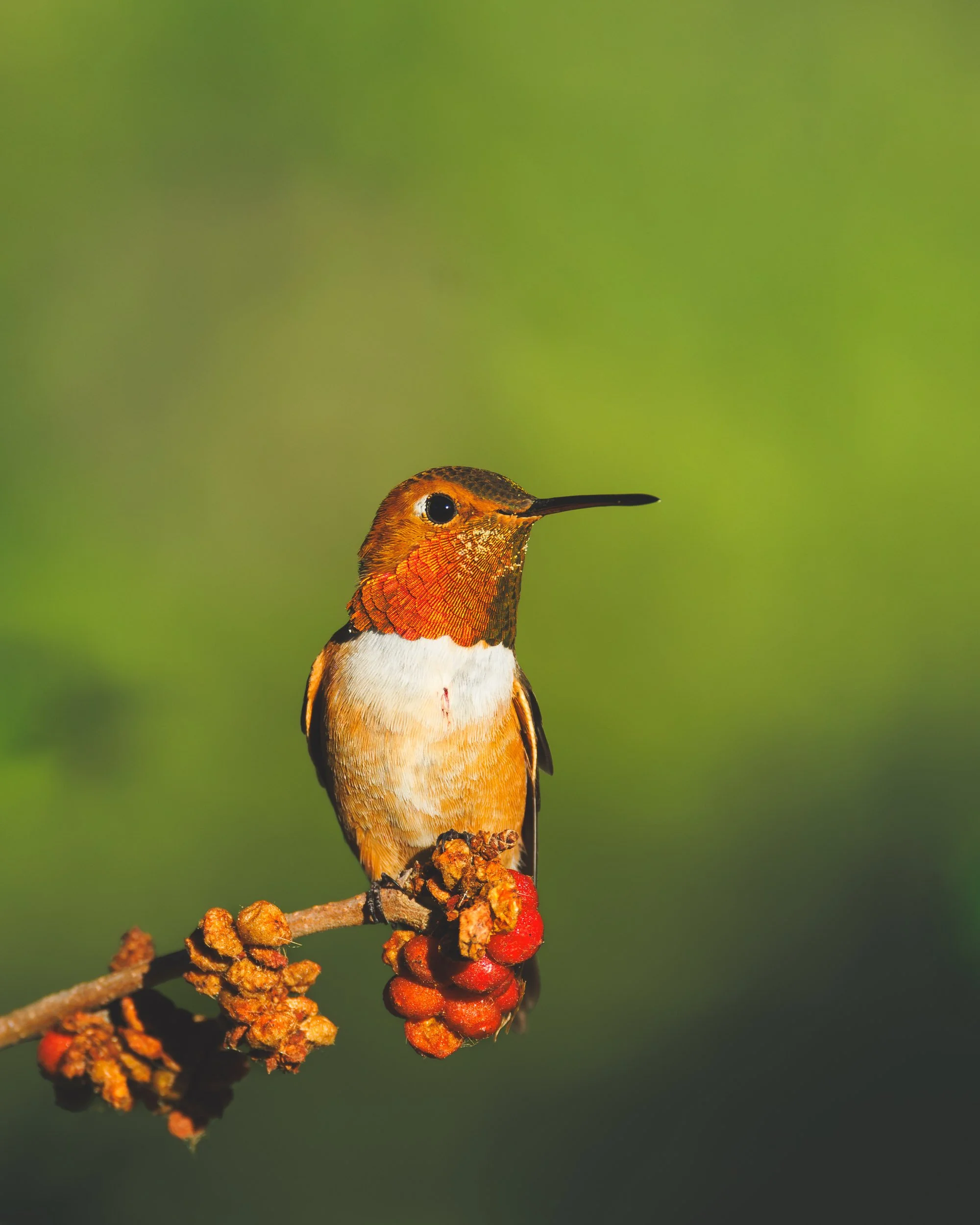 hummingbird_berry.jpg