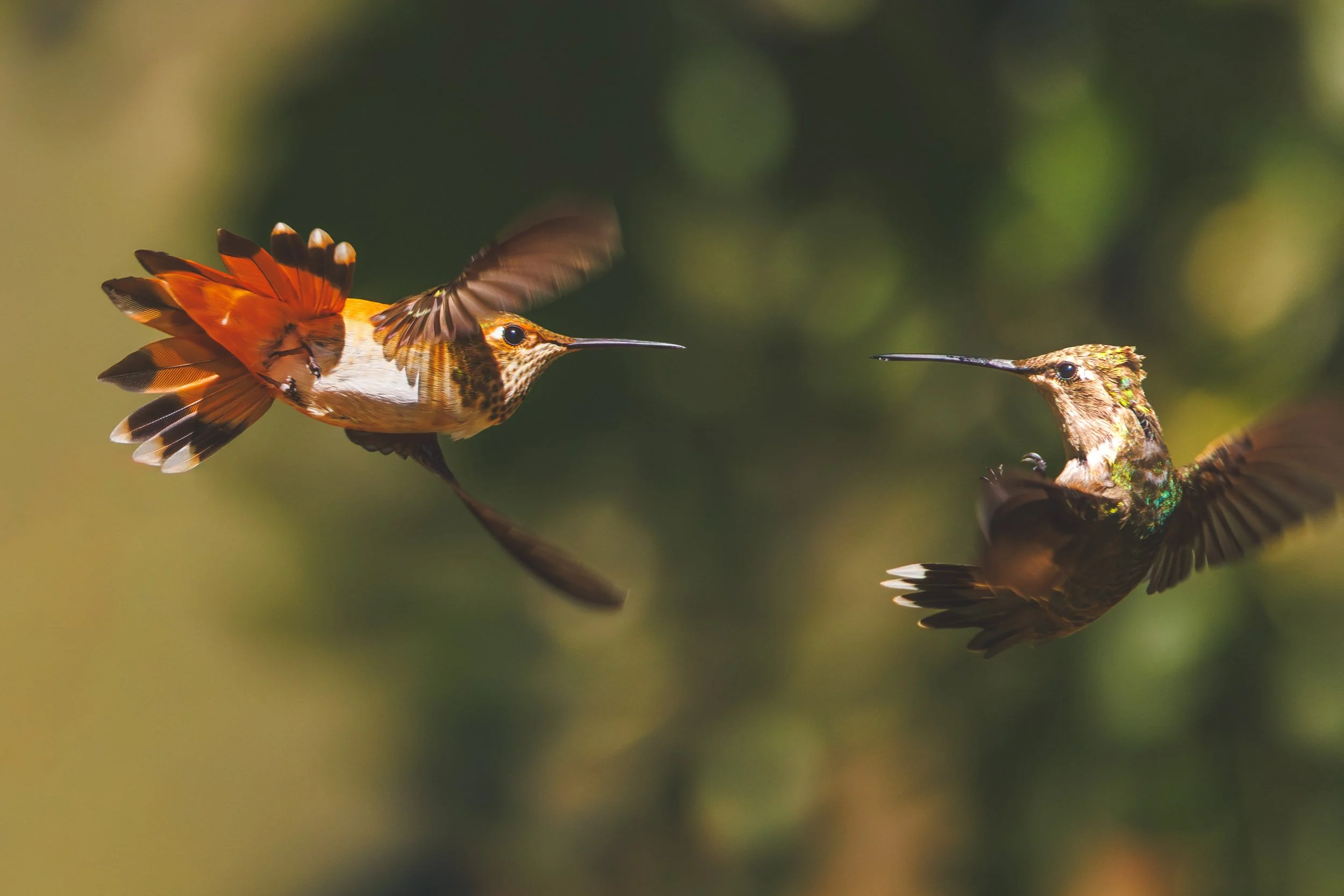 hummingbirds_dance.jpg