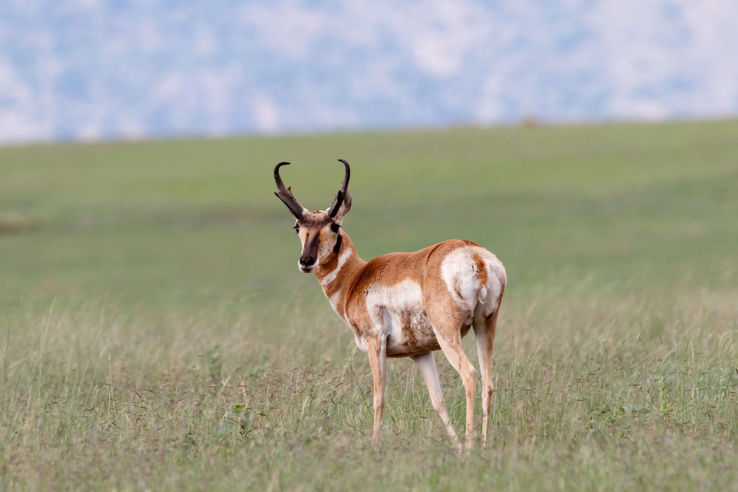 pronghorn_20200B5A6286.jpg