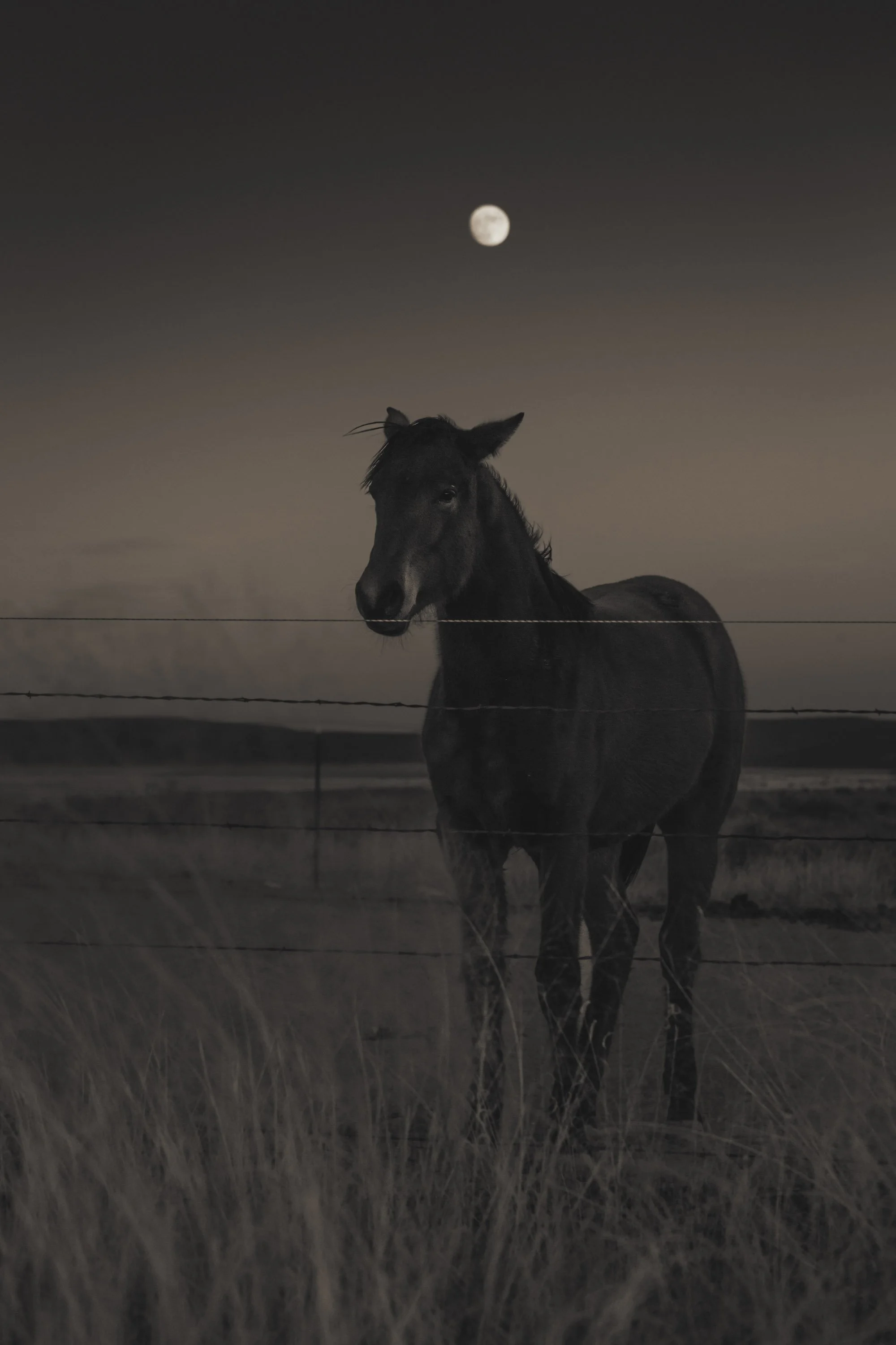 horse_moon.jpg