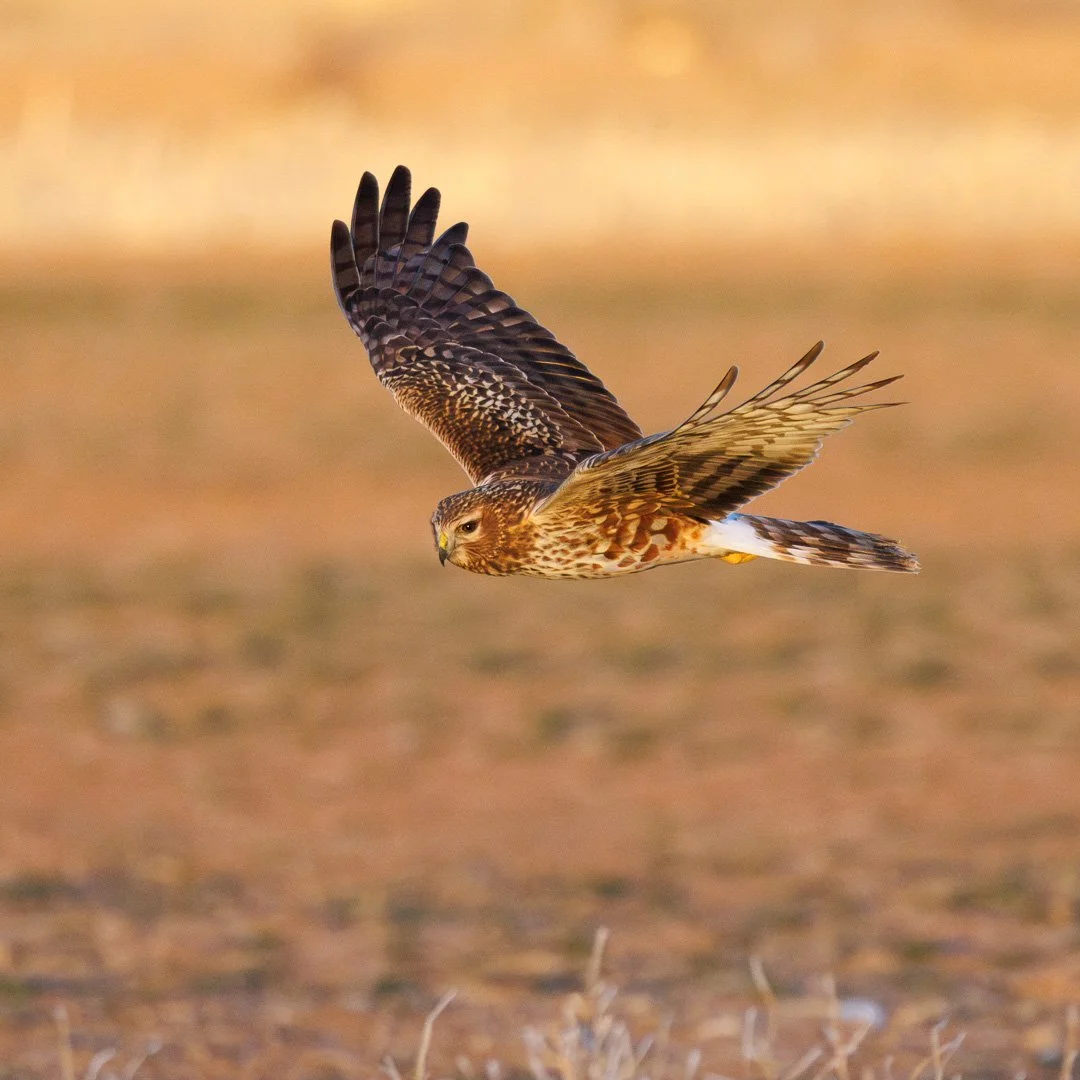 northern_harrier.jpg