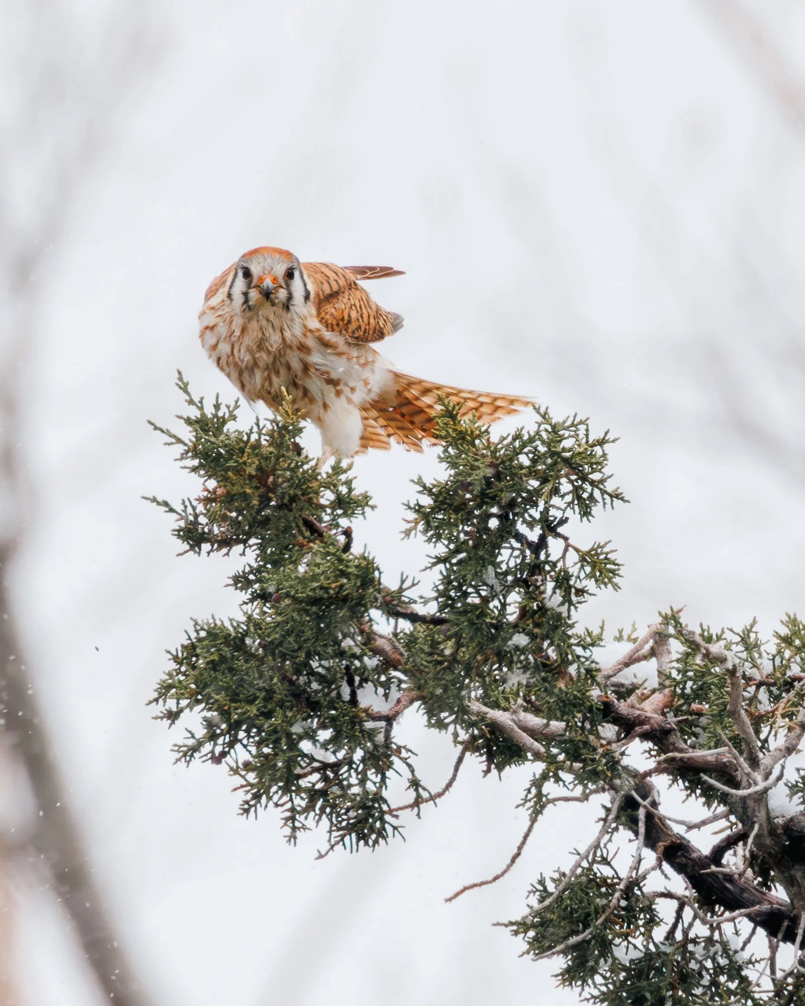 kestrel_juniper.jpg