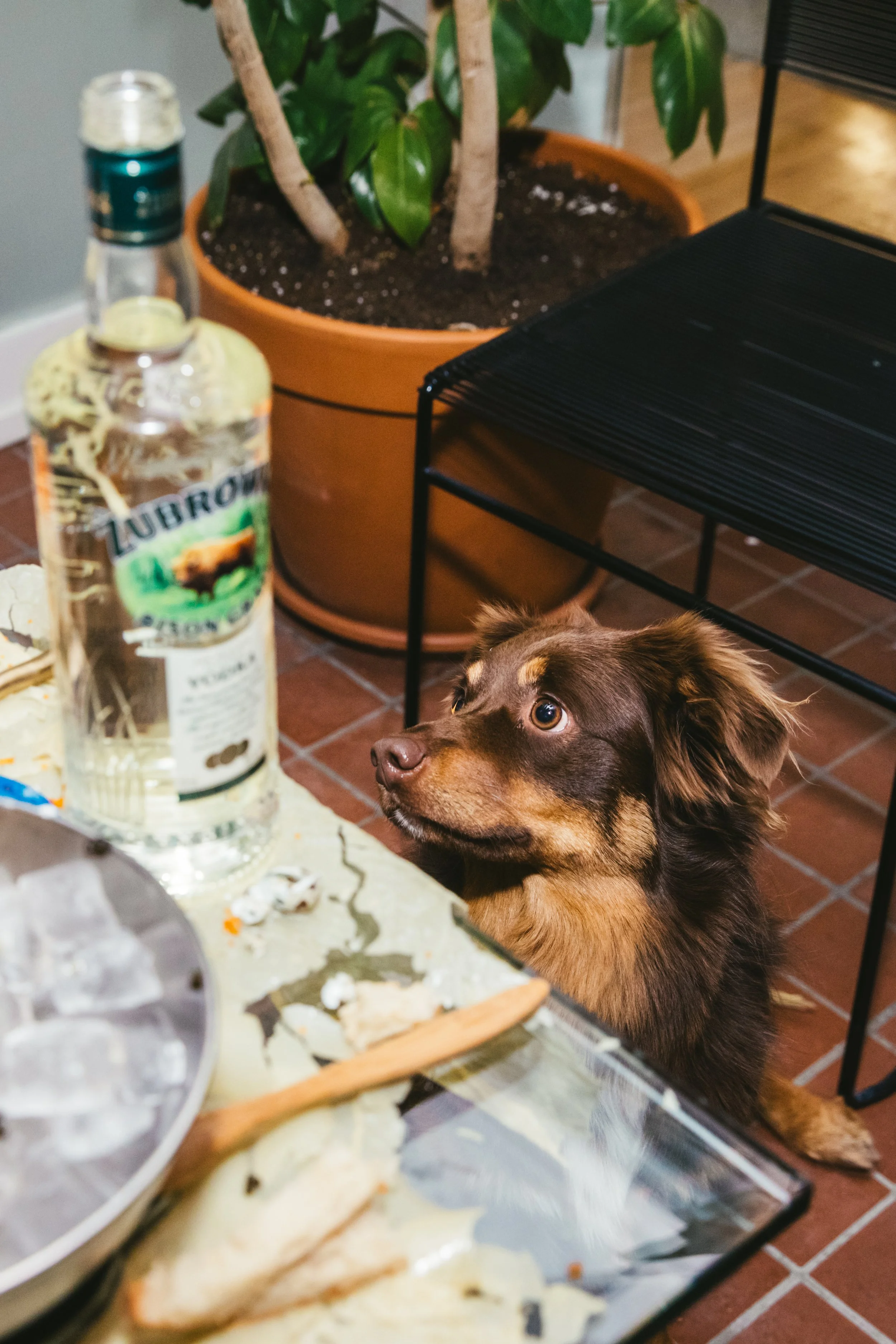 Wolfhouse_20231119_1011 (3).jpg