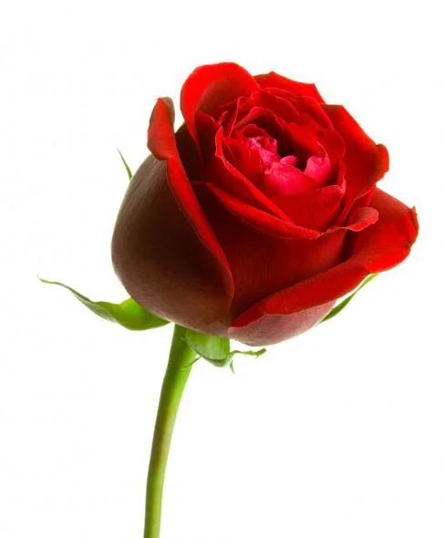 A rose by any other name may smell as sweet, but may not provide a clue to a nonprofit’s mission. A good name can make a mission clear and memorable.