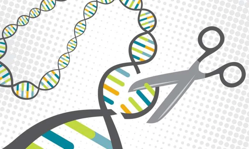 Improved gene-editing technology has intensified the debate over its appropriate use. A majority of Americans think it’s okay to eliminate a congenital disorder, but not okay to create a designer baby with higher intelligence. (Illustration Credit: Jenna Luecke and David Steadman/University of Texas at Austin)