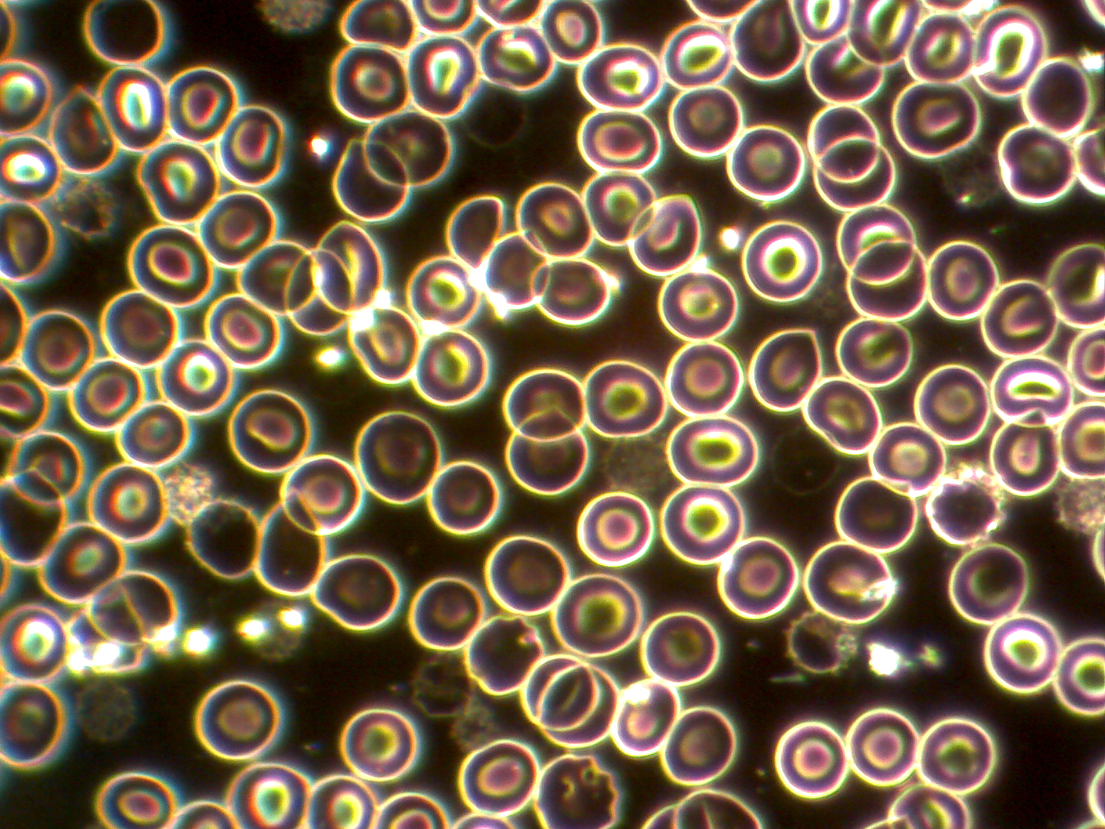 target cells fermentation.jpg