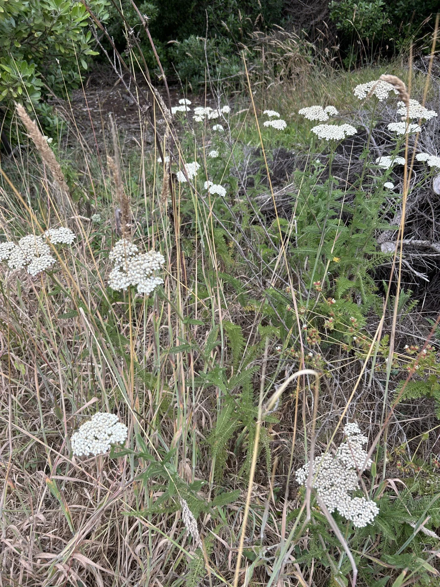 White Yarrow.jpg