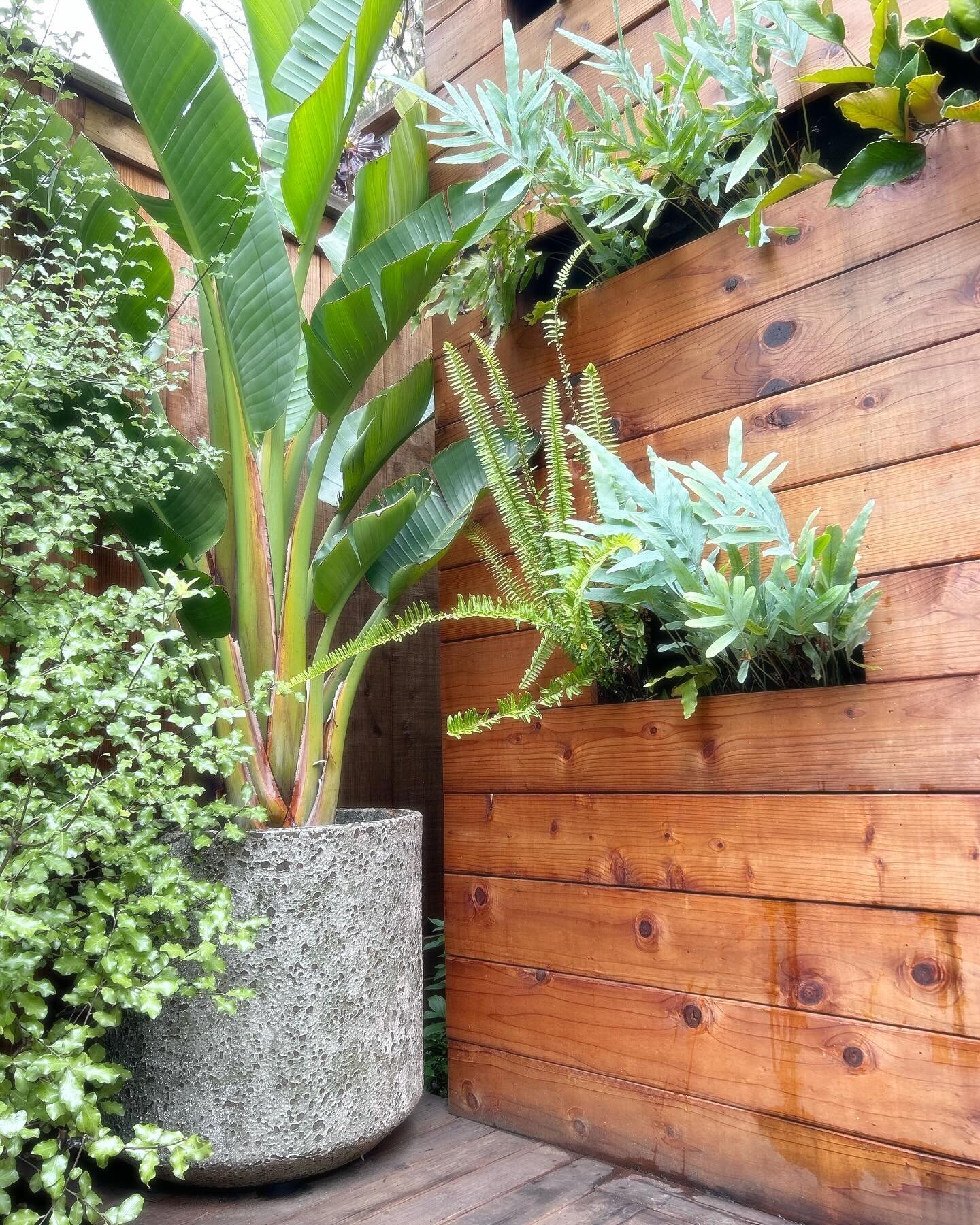 #livingwall #smallspaces #phlebodiumaureum #hiddengardensofsanfrancisco #cobbleandforge