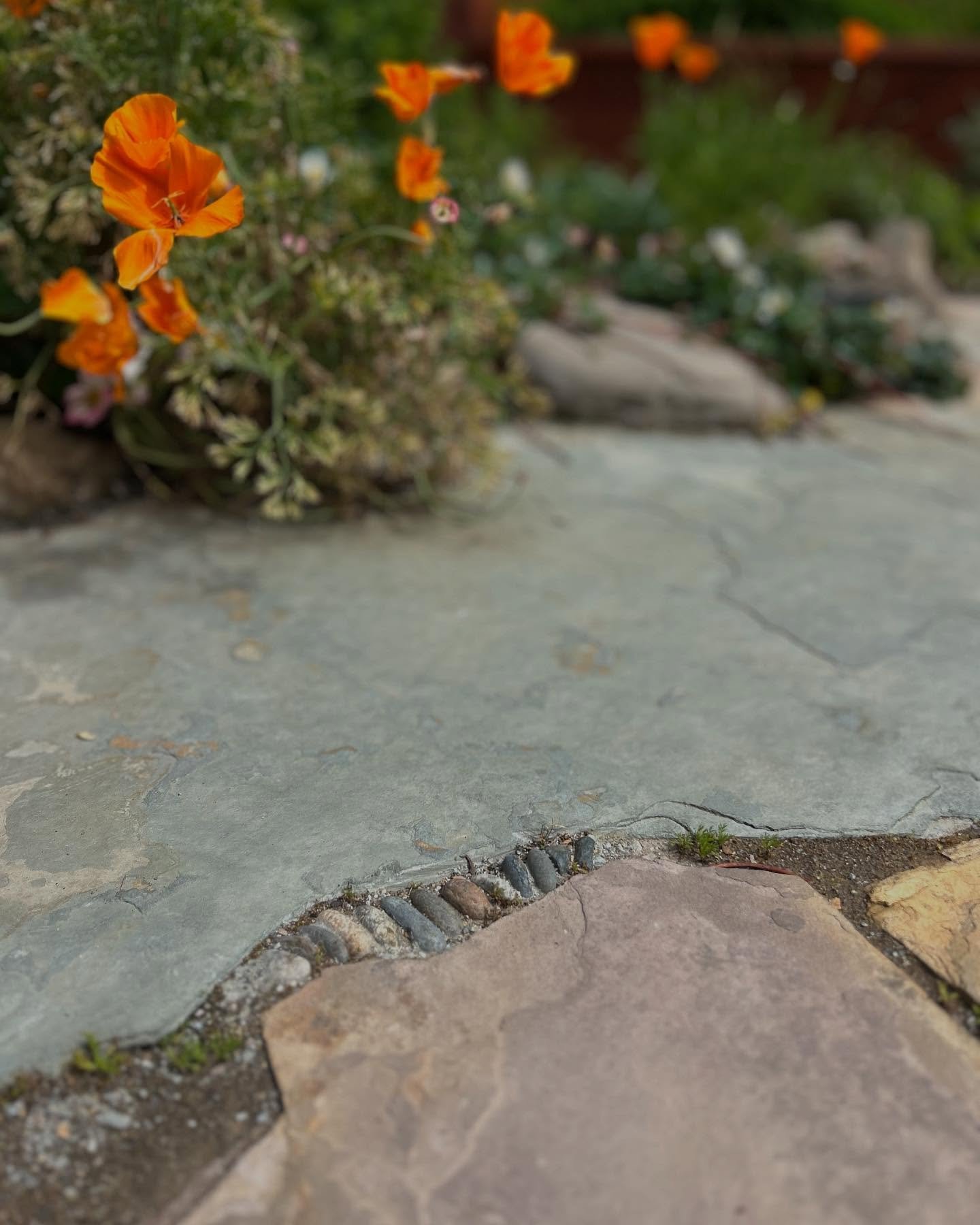 spring vibes + happy native plants week! 

#canativegarden #nativeplants #garden #springtime #hiddengardensofsanfrancisco