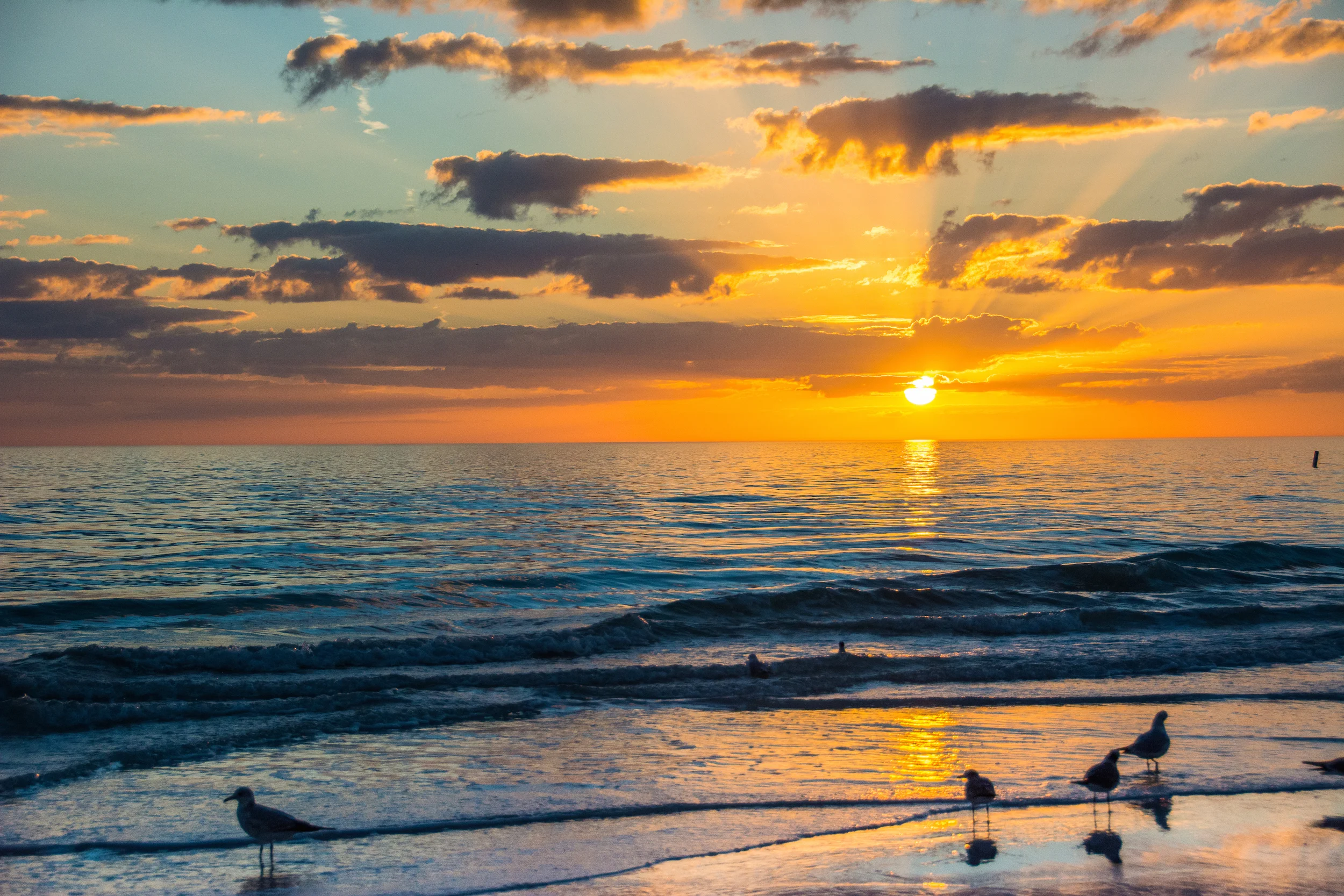 Seagulls Siesta Key Sunset - Leslie Brown