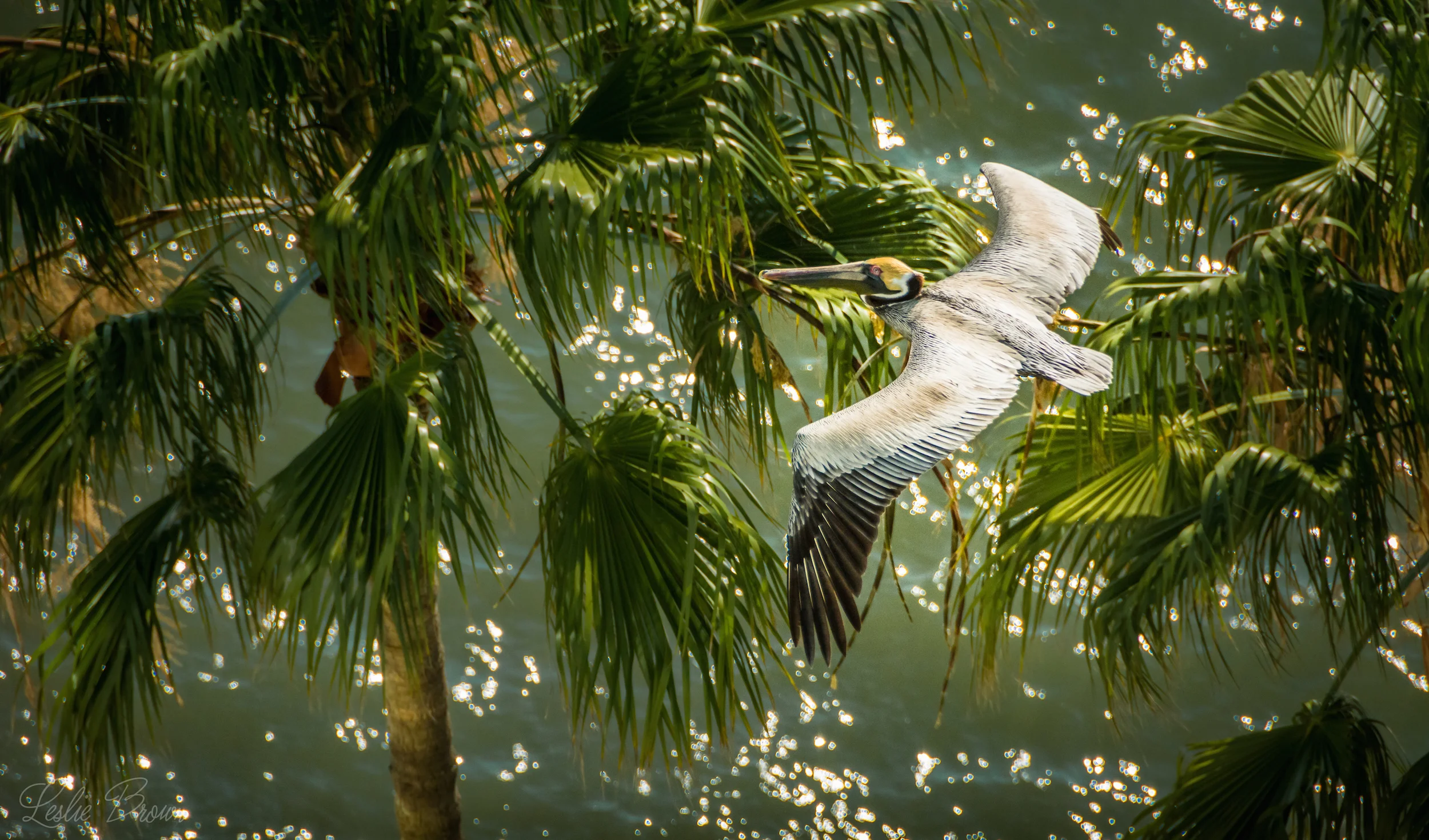 Pelican in Flight
